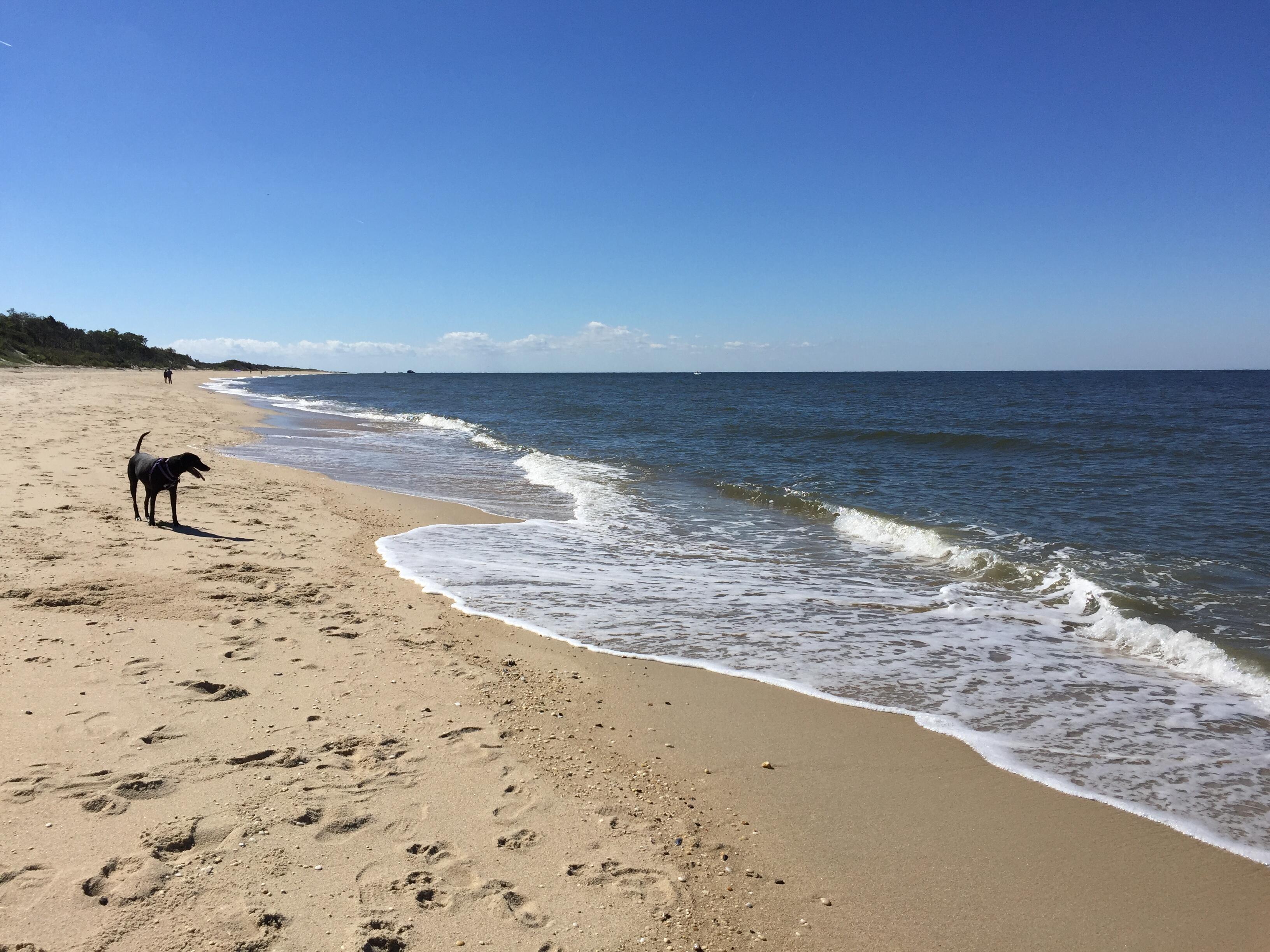 Image of a dog walking on a beach in Cape May, New Jersey.