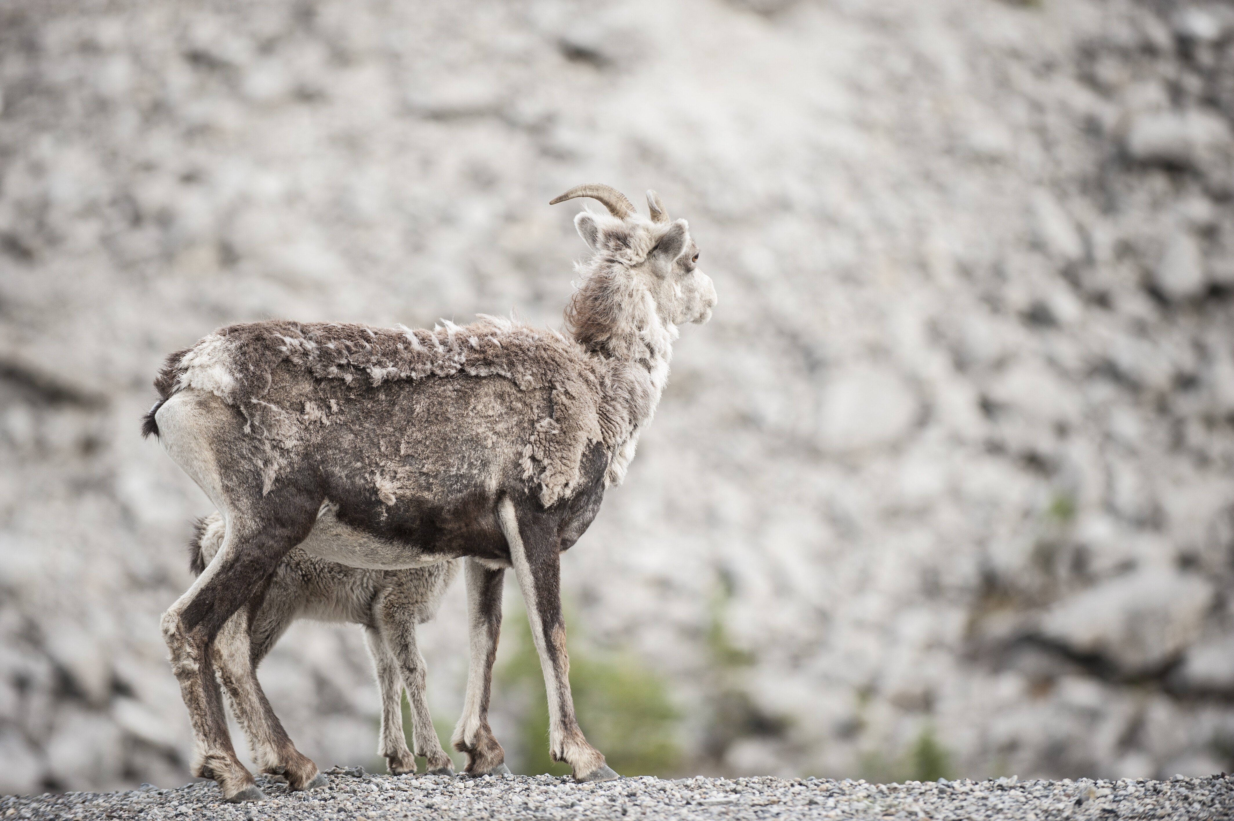 Yukon's Haines Scenic Highway Road Trip