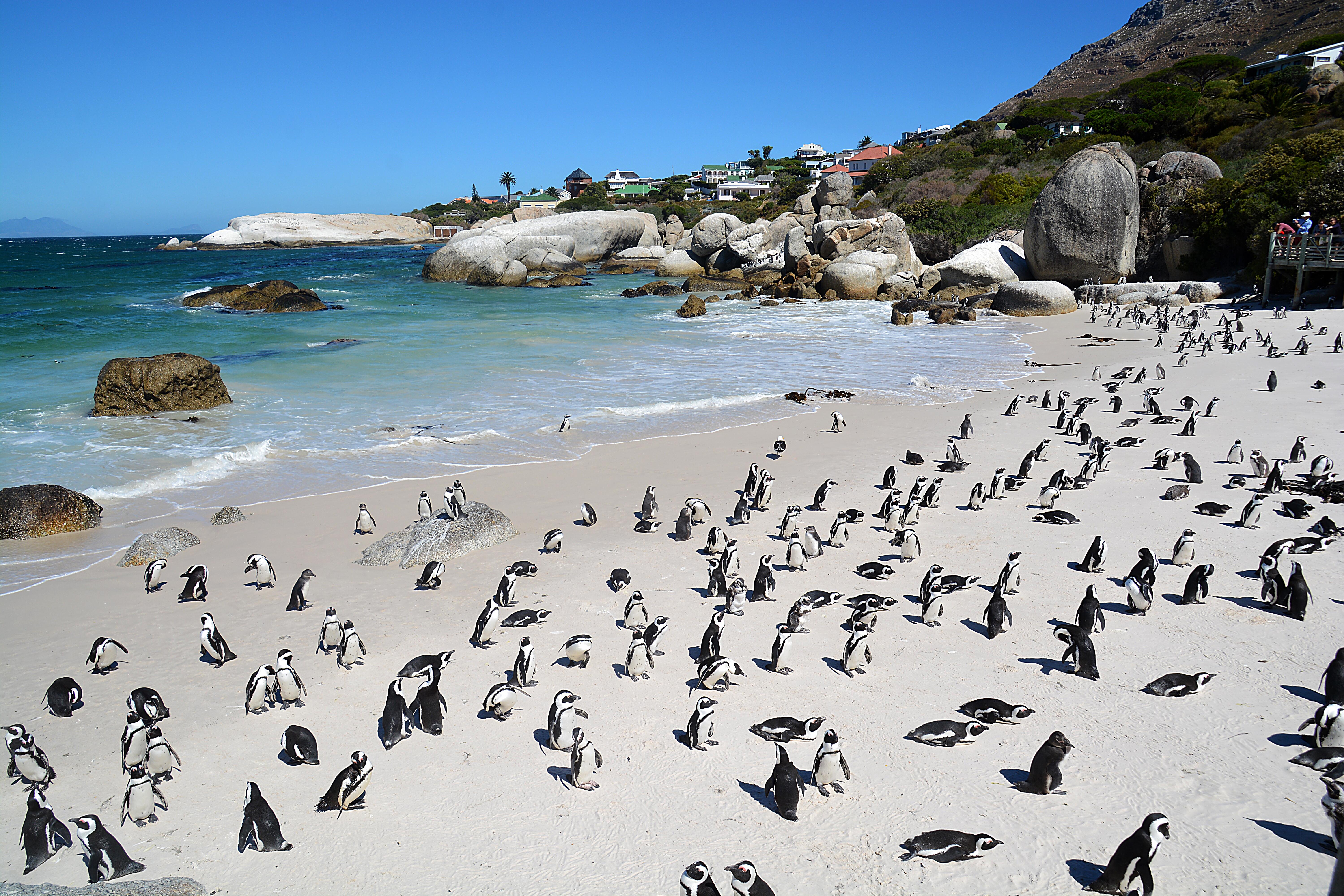 Photo of penguins on boulders beach in Cape Town, SA