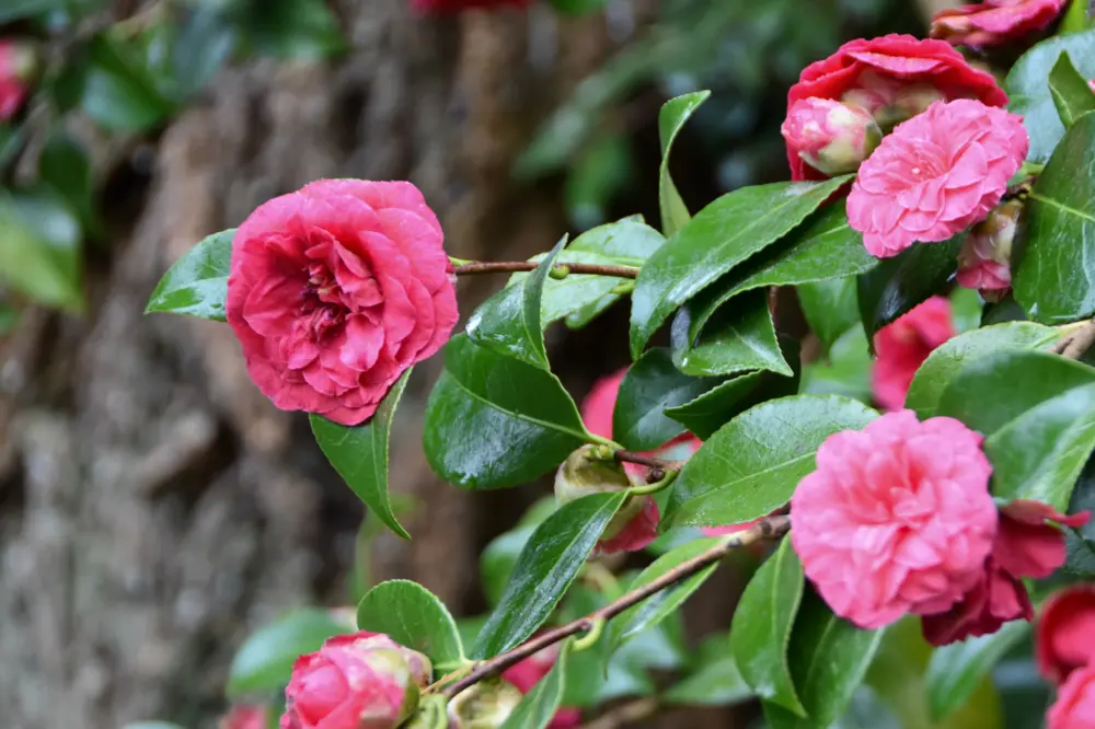 Camellia flower at VanDusen Botanical Garden in Vancouver, British Columbia.