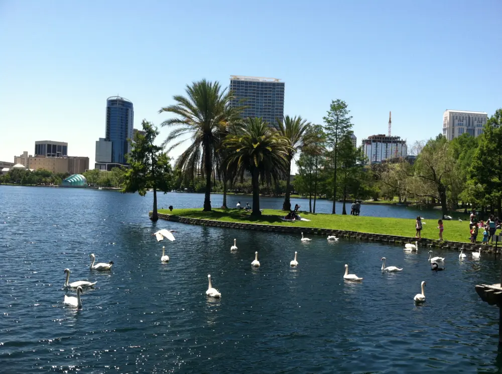 Swans in Lake Eola Park in Orlando Florida