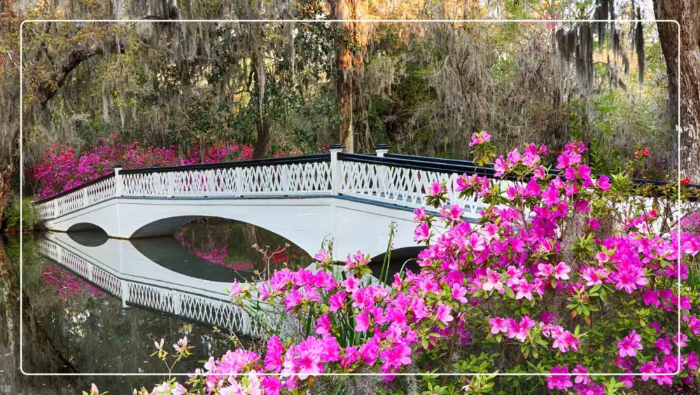 A white bridge with pink flowers in the foreground at Magnolia Plantation & Gardens, a popular thing to do in Charleston, SC.