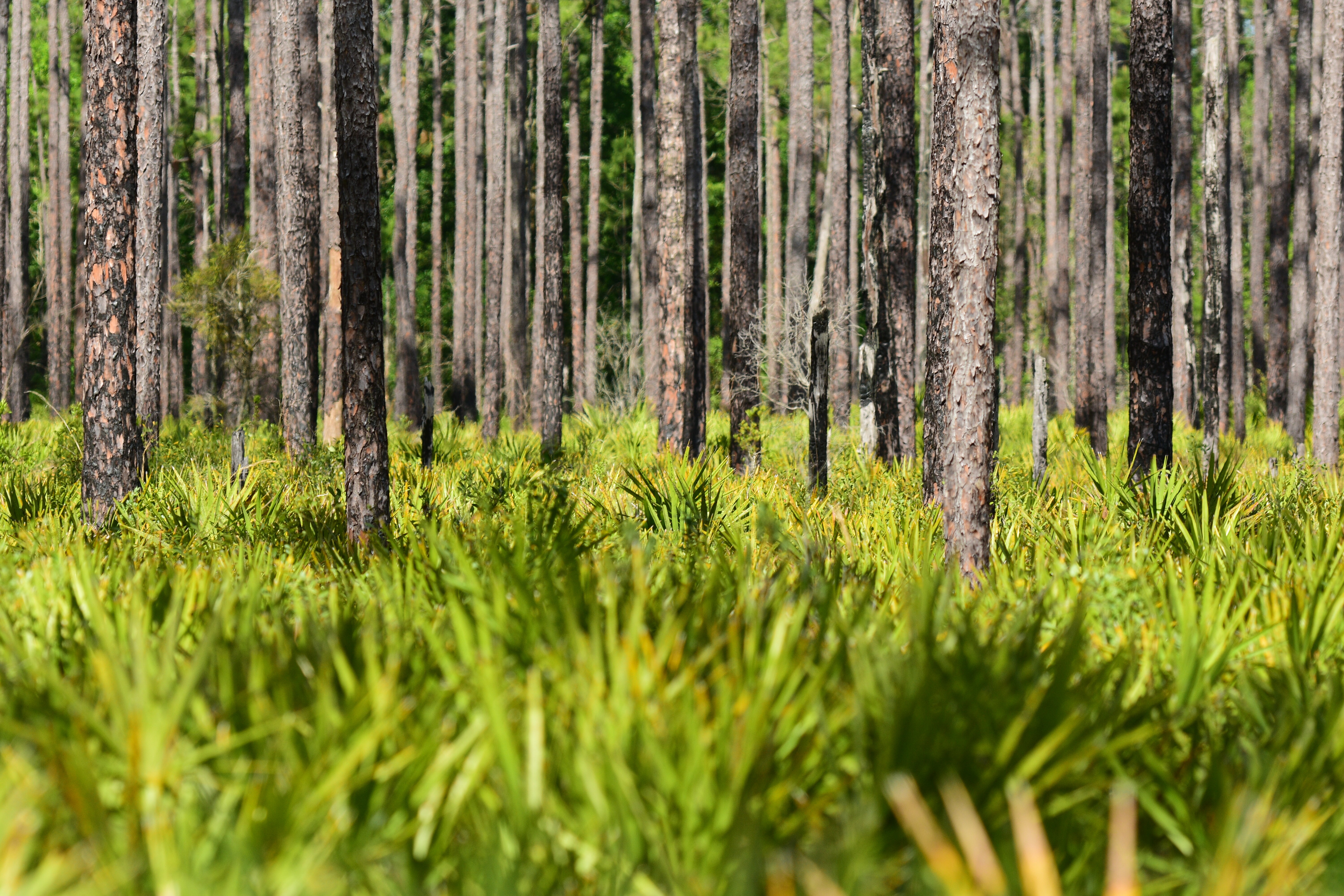 Florida Black Bear Scenic Route 19 Road Trip