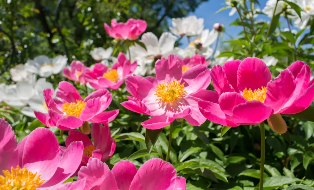 Botanica, The Wichita Gardens