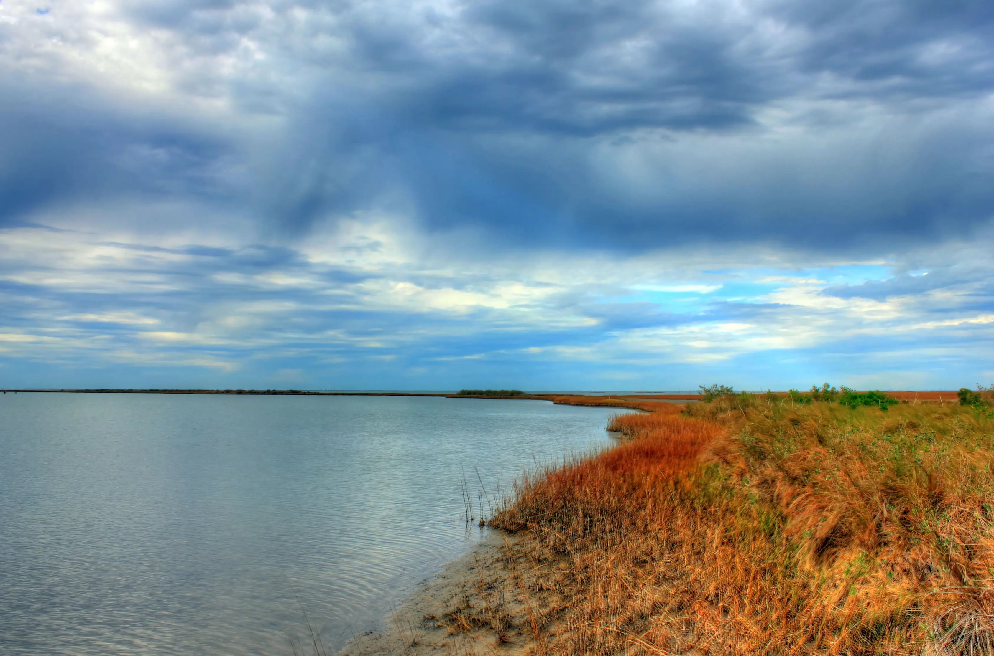 Outdoor image of the shoreline wetland plants.