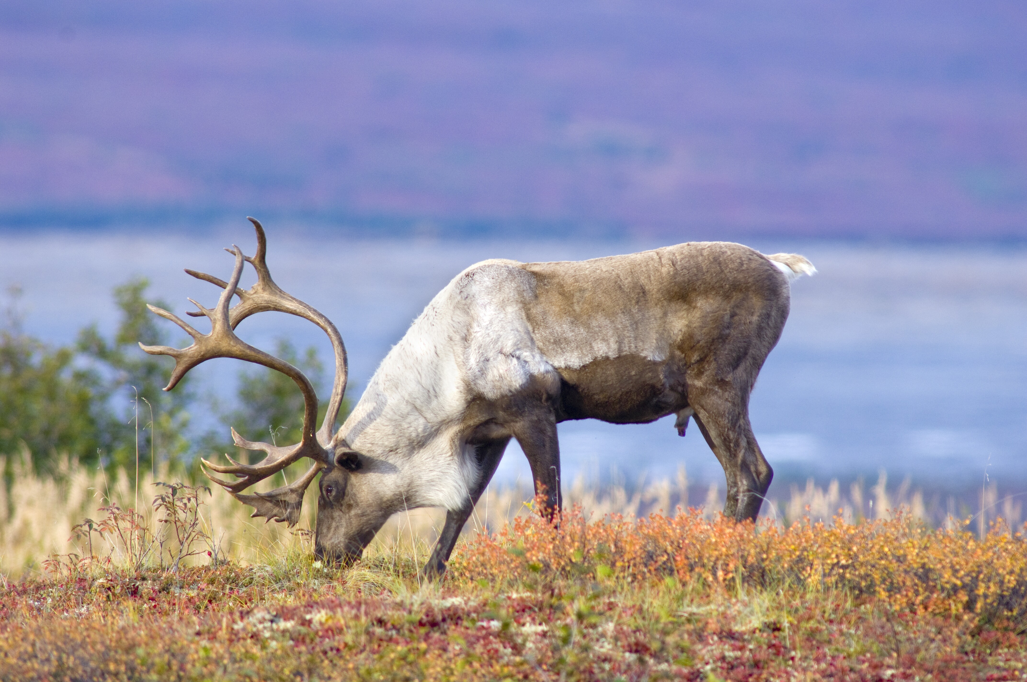 Idaho's International Selkirk Scenic Loop Road Trip