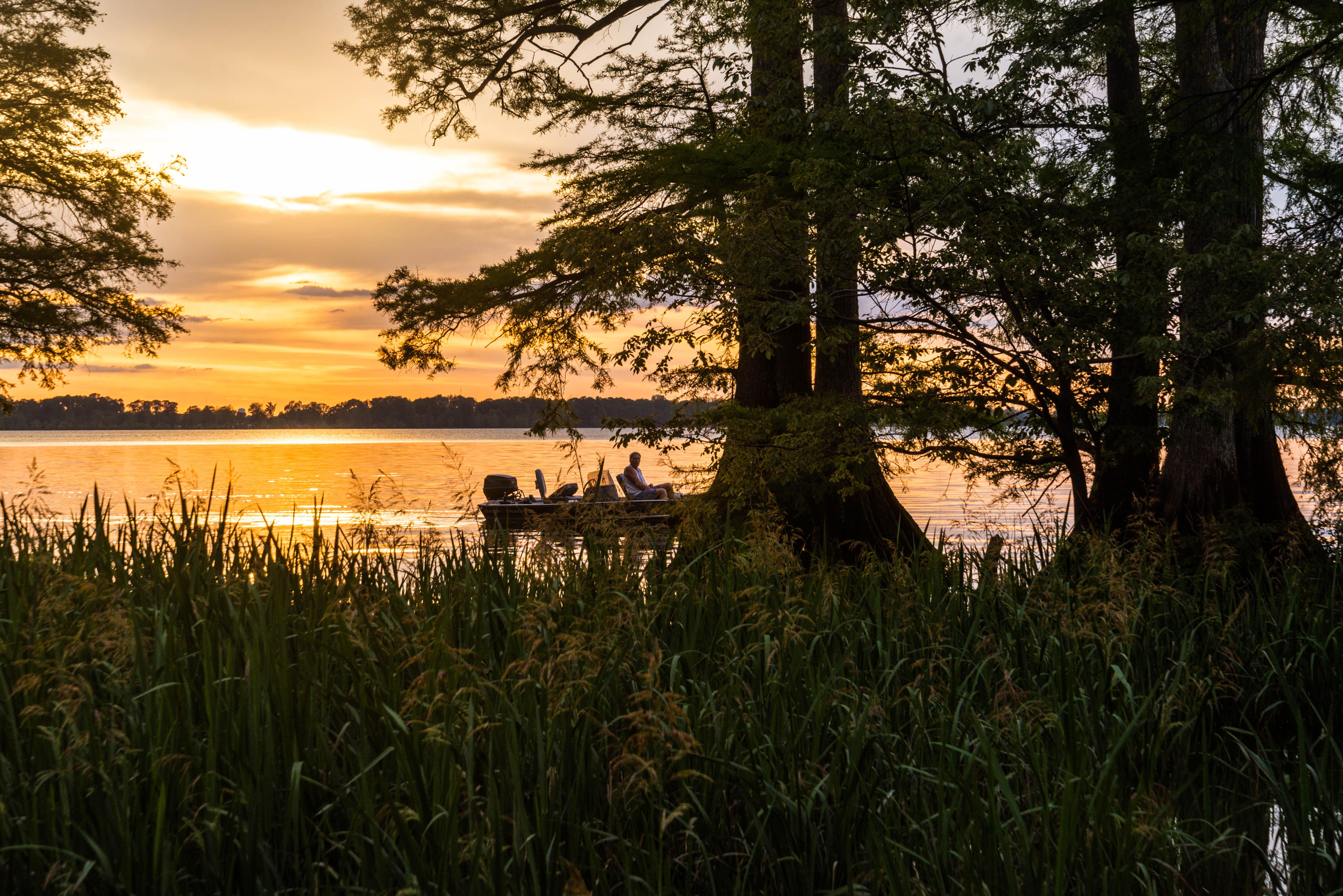 Image of a boat sailing past trees and roots at Reelfoot Lake, in Tennessee.