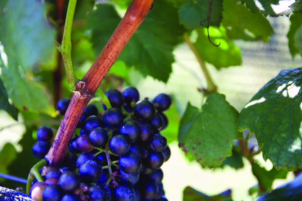 Grapes at Pippin Hill Farm and Winery