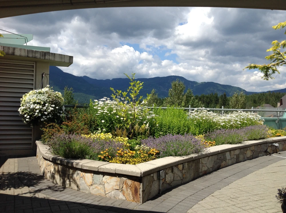 Garden, floral, sky, clouds