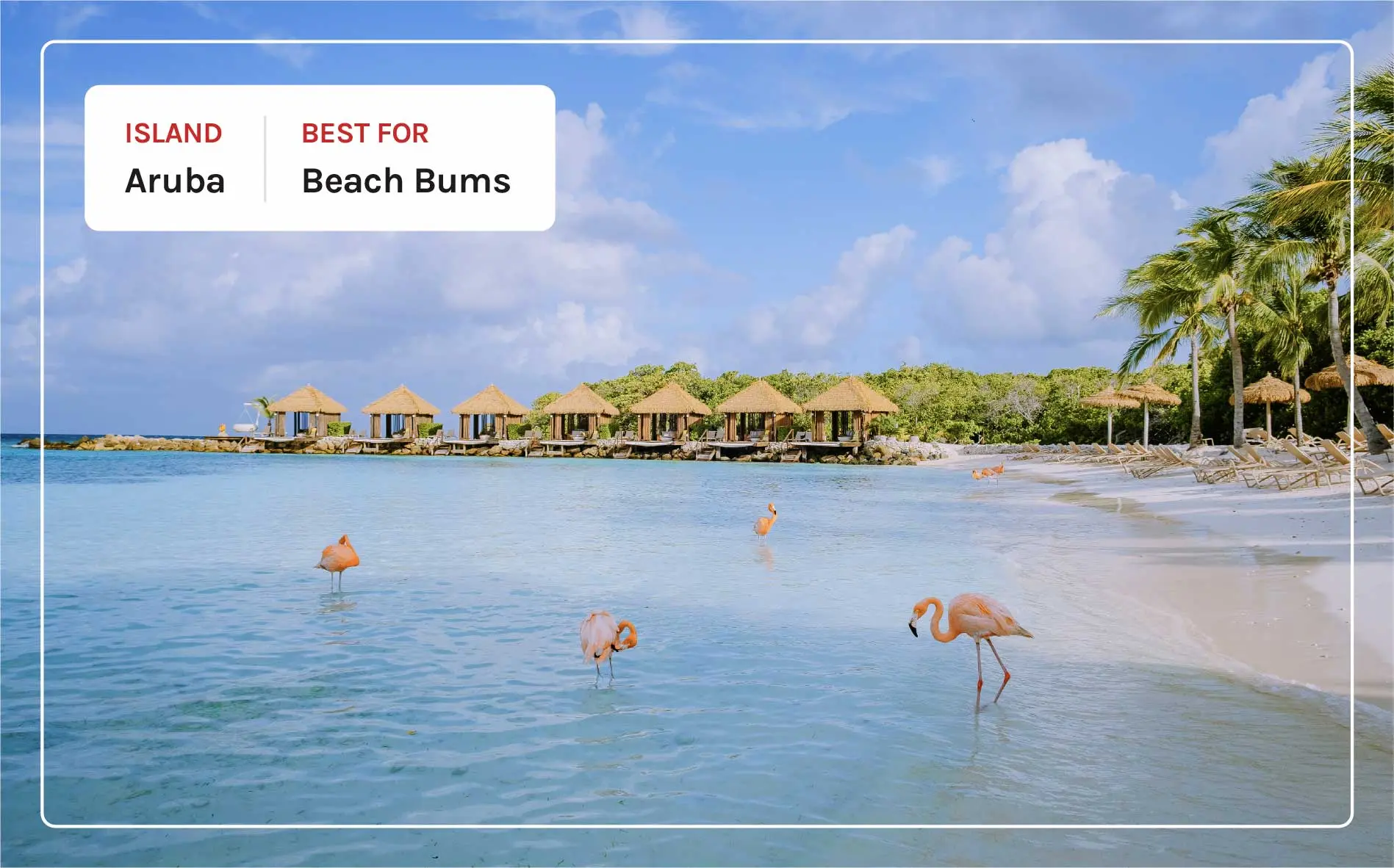 Flamingos on the beach in Aruba