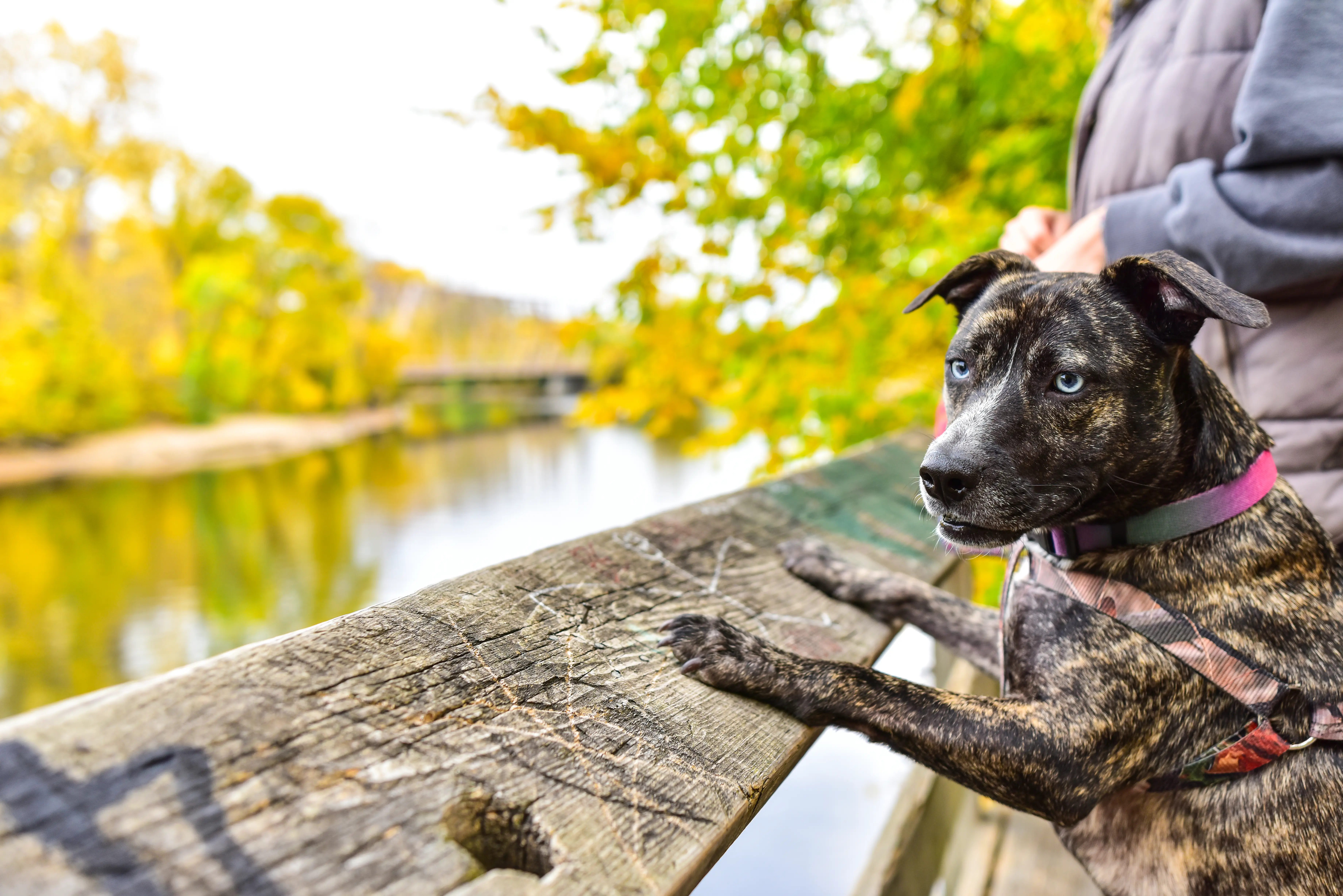 Dog is looking at scenery next to owner at an observation deck with river and fall colors in the background