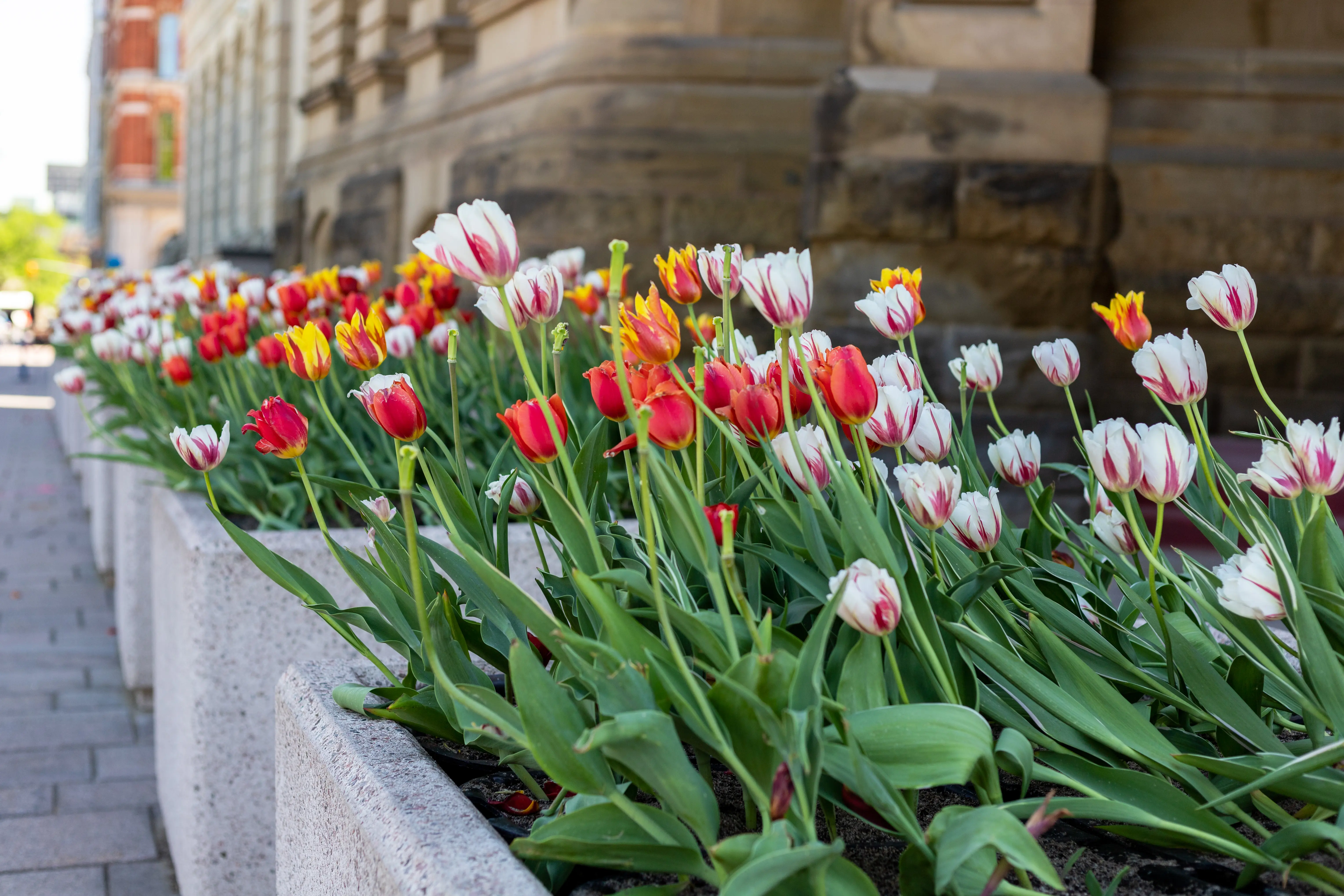 Springtime flower beds with a mix of pink, yellow and white tulips in downtown Ottawa, Canada
