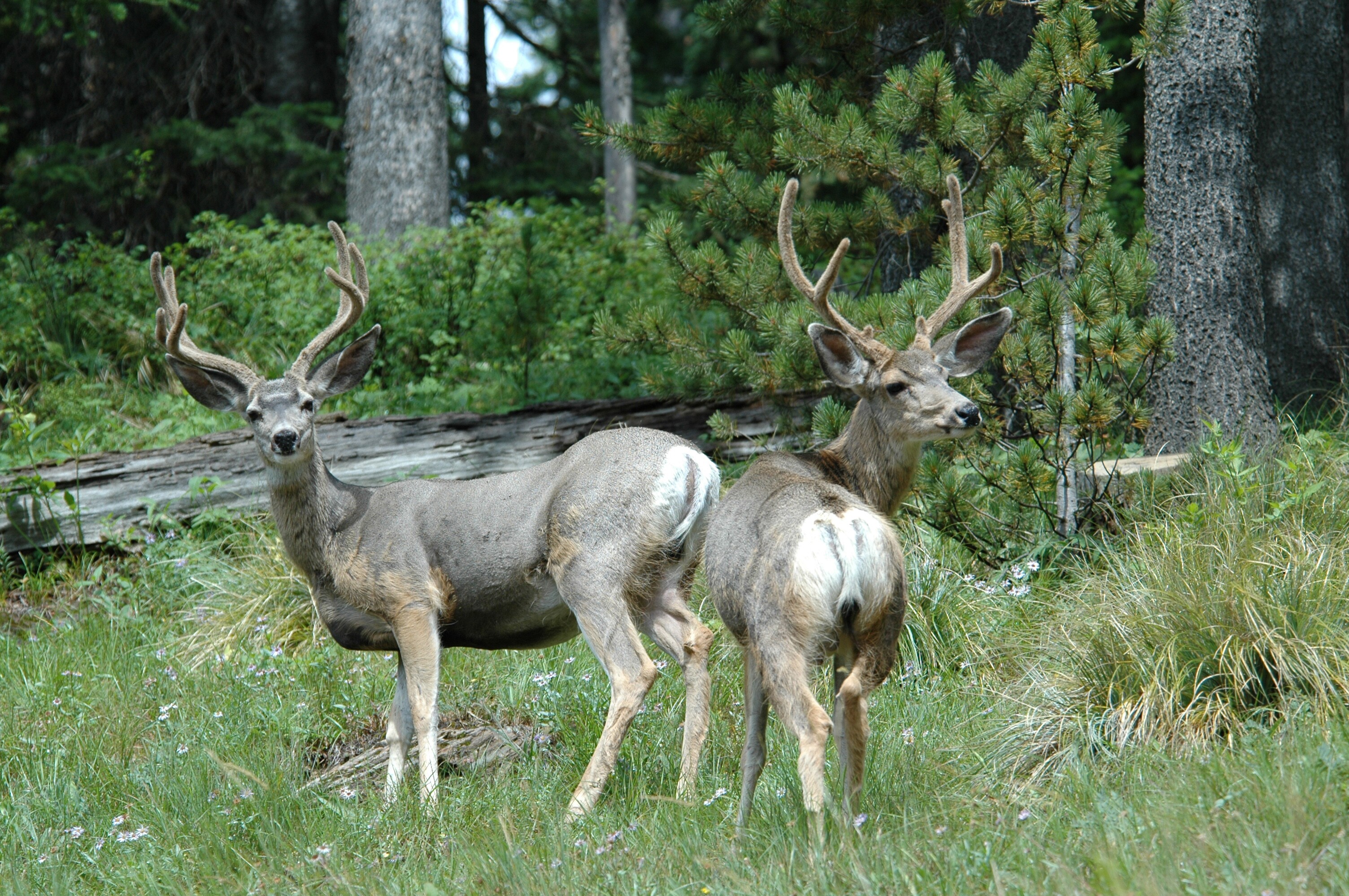 Clark Fork River Scenic Road Road Trip