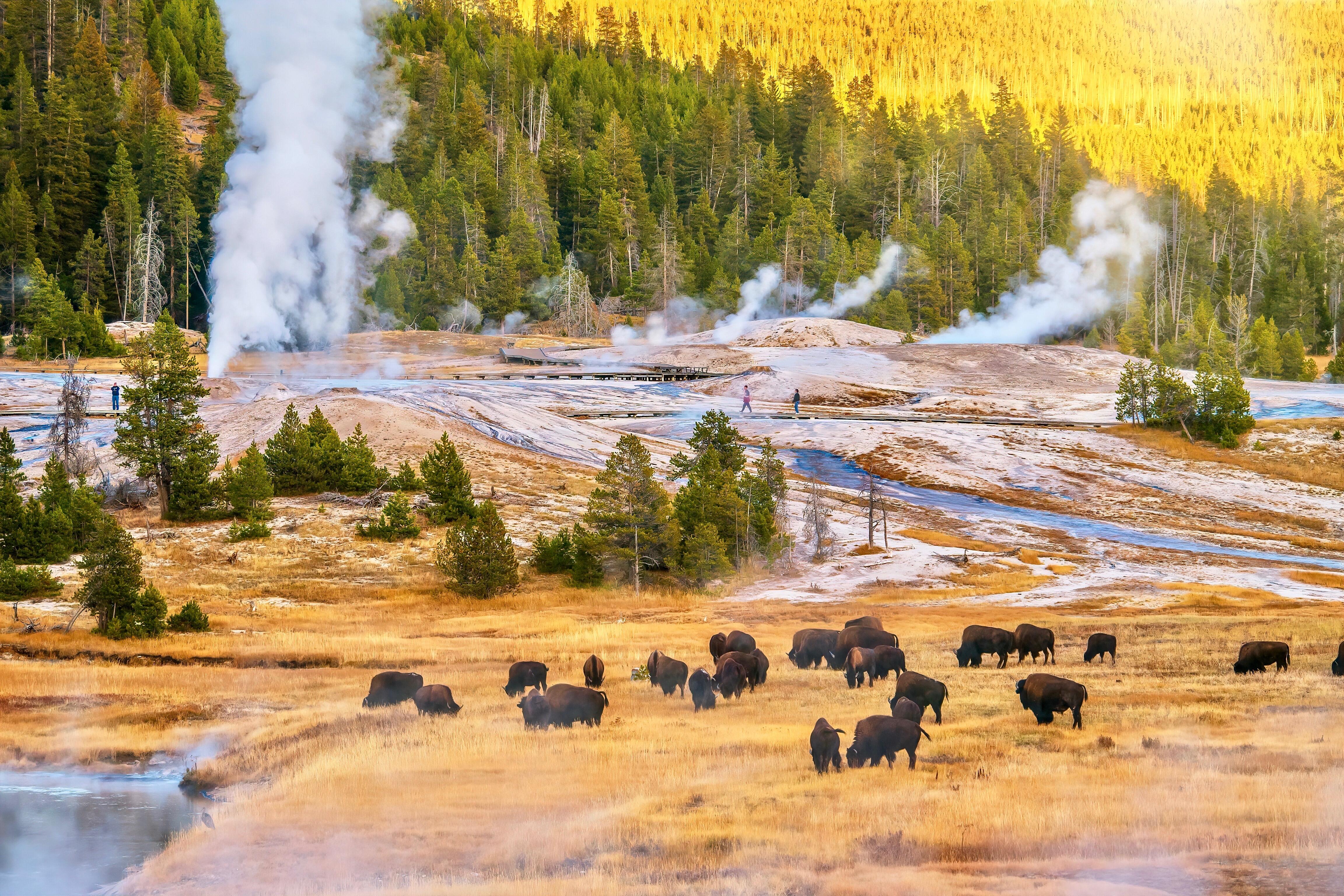 A sunset landscape scene at the Upper Geyser Basin at Yellowstone National Park, where steam rises from several geyser vents and hot springs near a forest of lodgepole pine trees, and a herd of bison is grazing