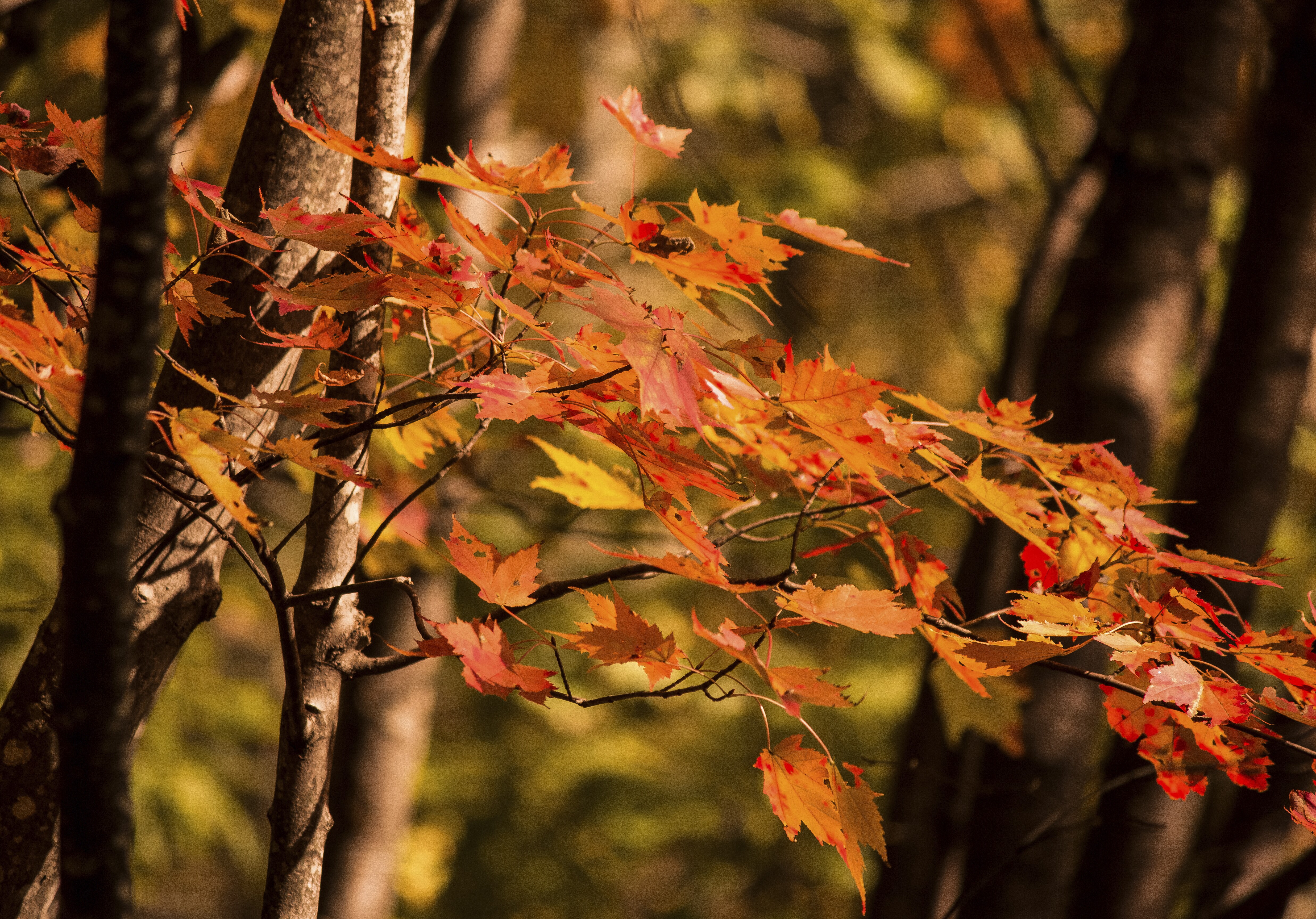 Hocking Hills Scenic Byway Road Trip