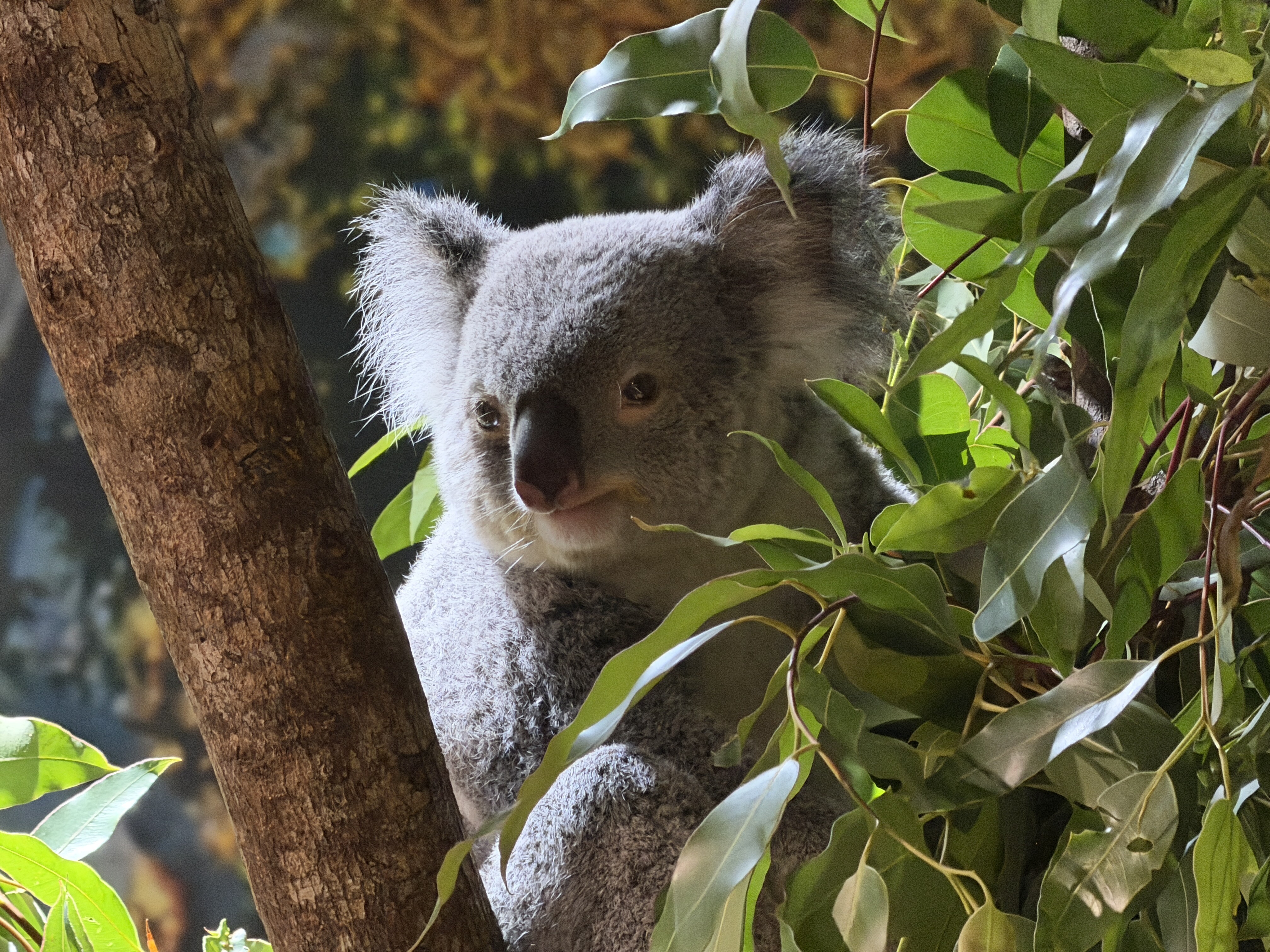 koala sitting in a tree