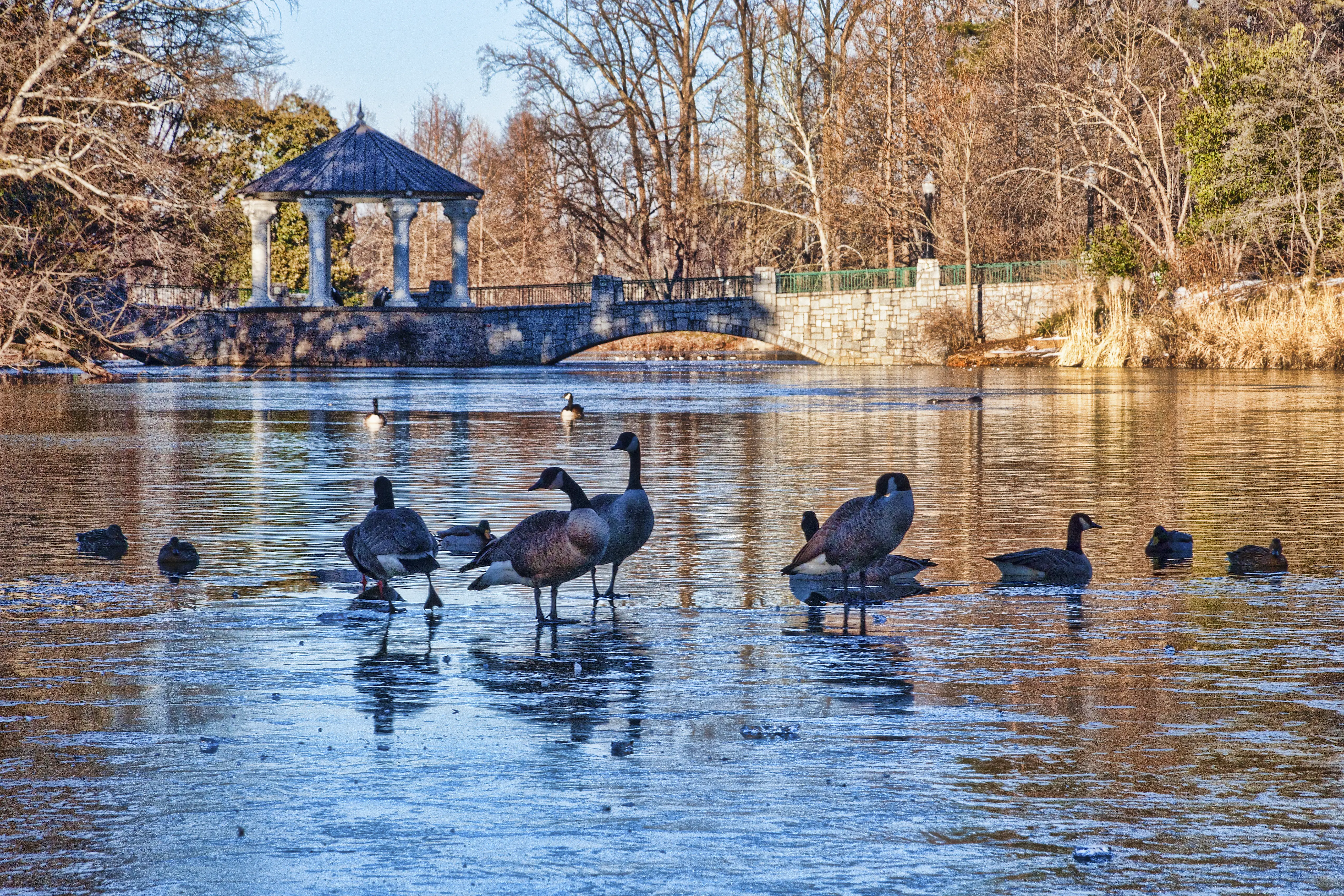 Image of ducks standing and sitting on top of a frozen lake at a public park.