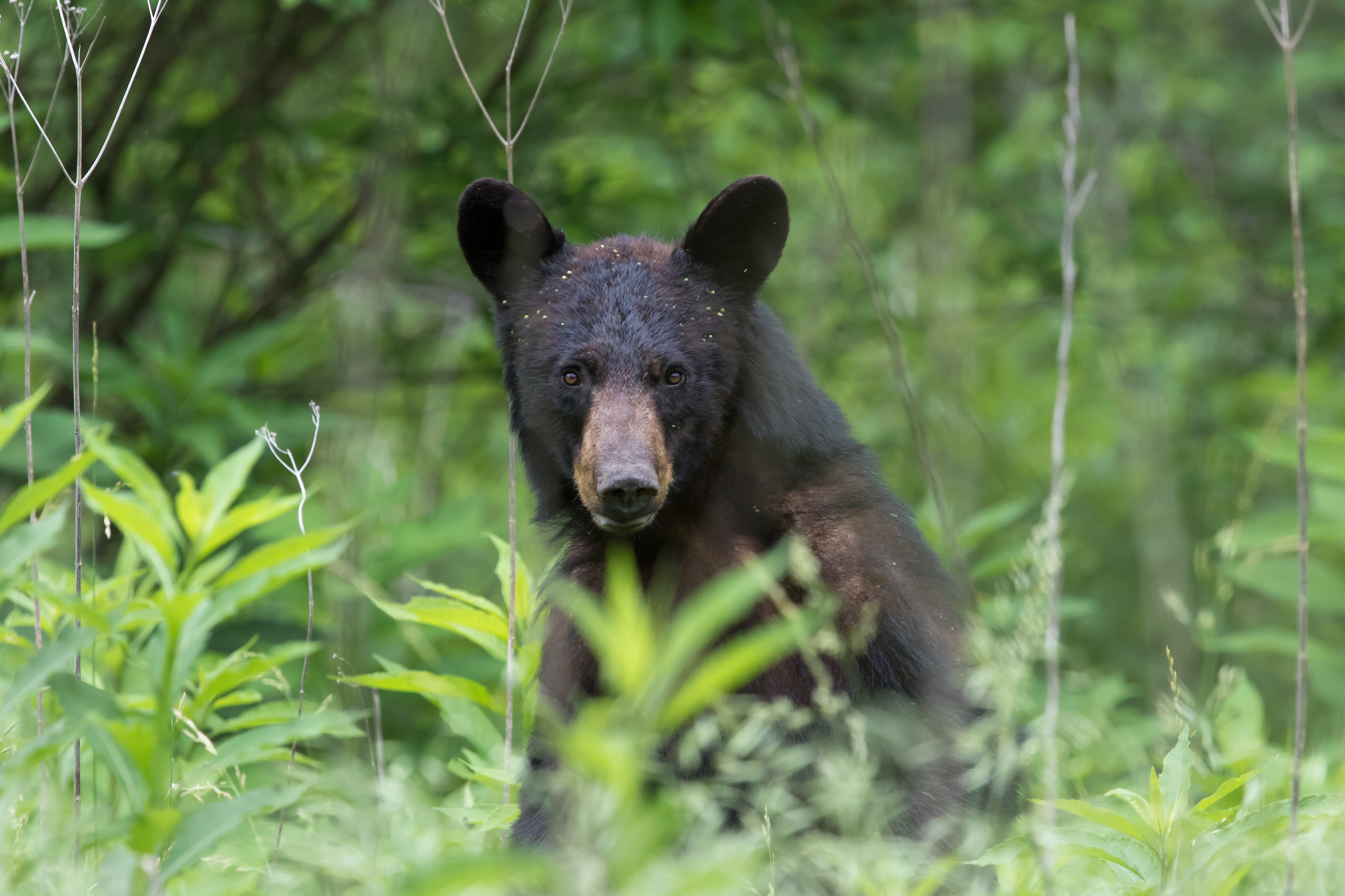 Cades Cove Loop Scenic Road Road Trip