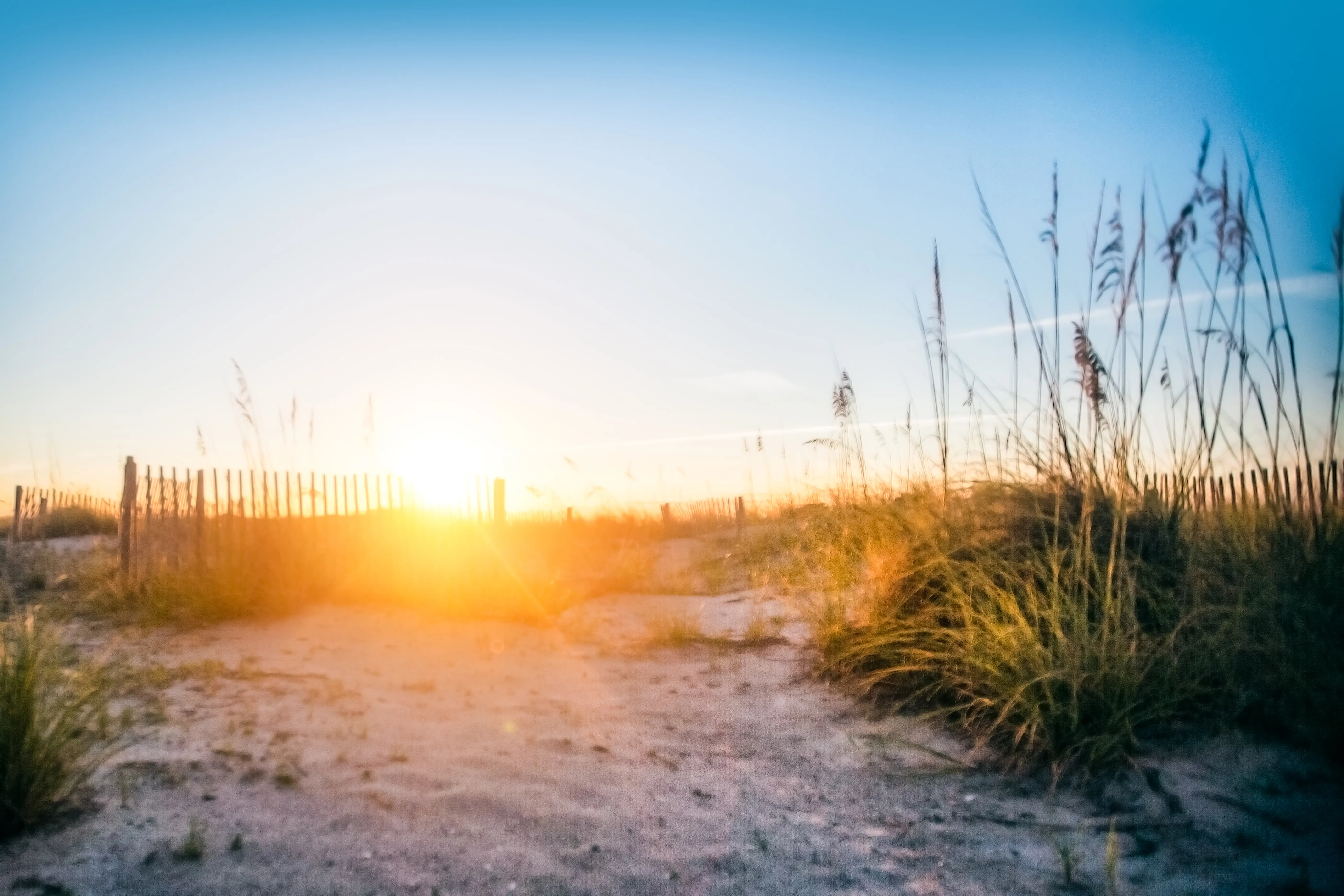 Image of Sunrise over beach grasses In Isle of Palms, South Carolina.