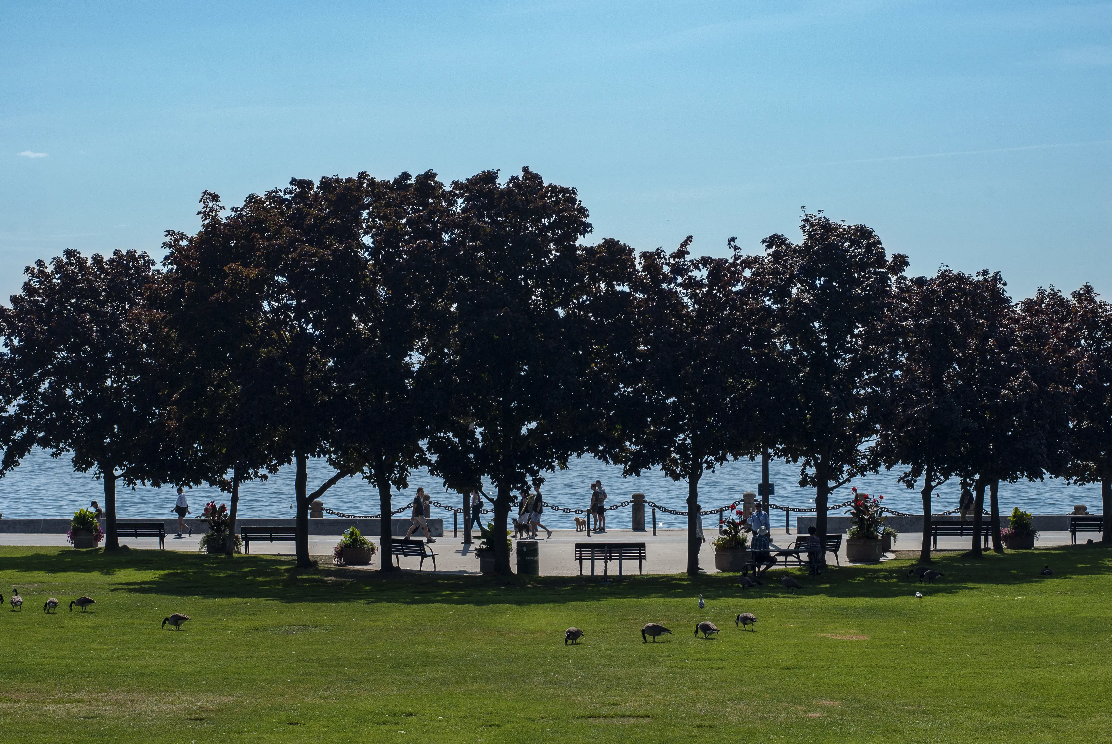 View of the lake from Spencer Smith Park in Burlington in Canada. People are walking along the embankment. Canadian geese walking on the lawn.