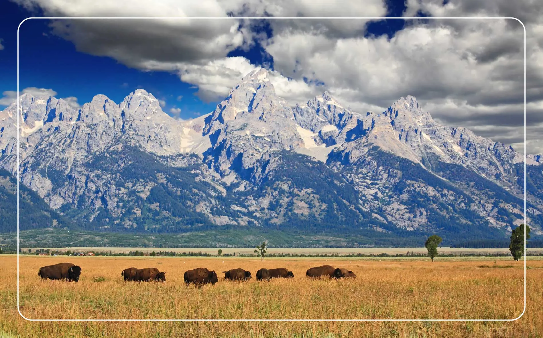Bison graze in the prairie below the Grand Teton mountains.