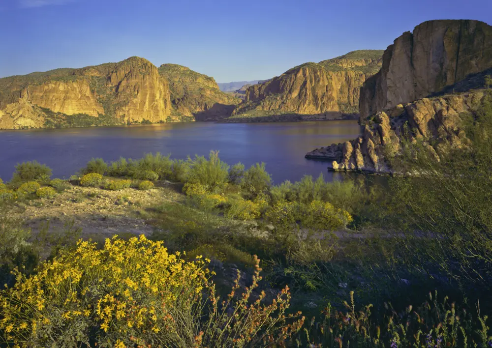 Spring Brittle bush blossoms carpet the desert near The Superstition Mountains at Canyon Lake in the Tonto National Forest near Phoenix Arizona