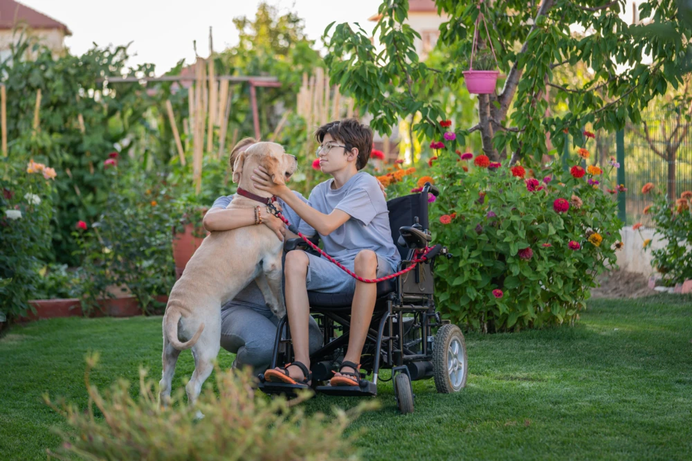 service dog, service animal, disability, support dog, support animal