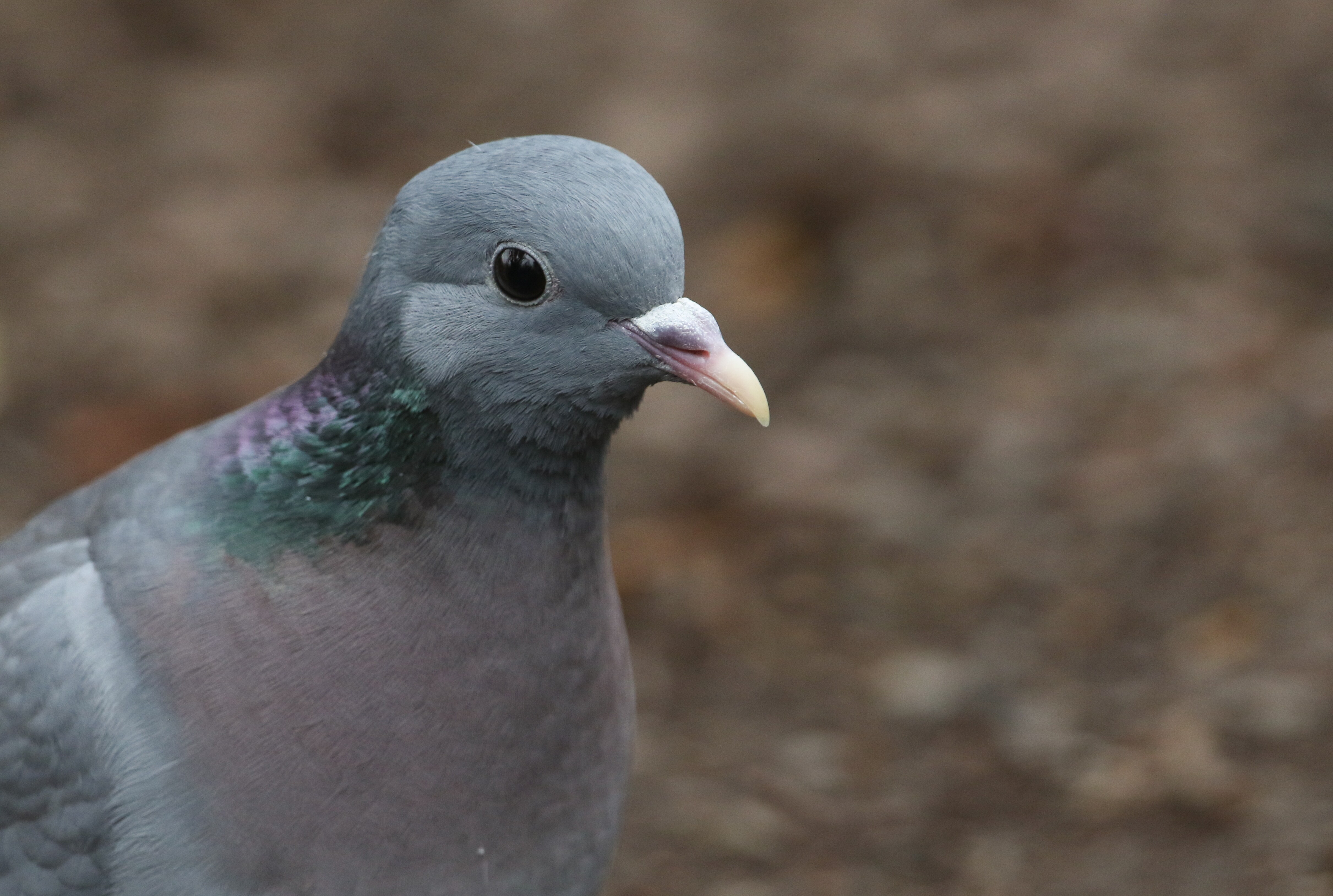 Closeup image of a Pigeon.
