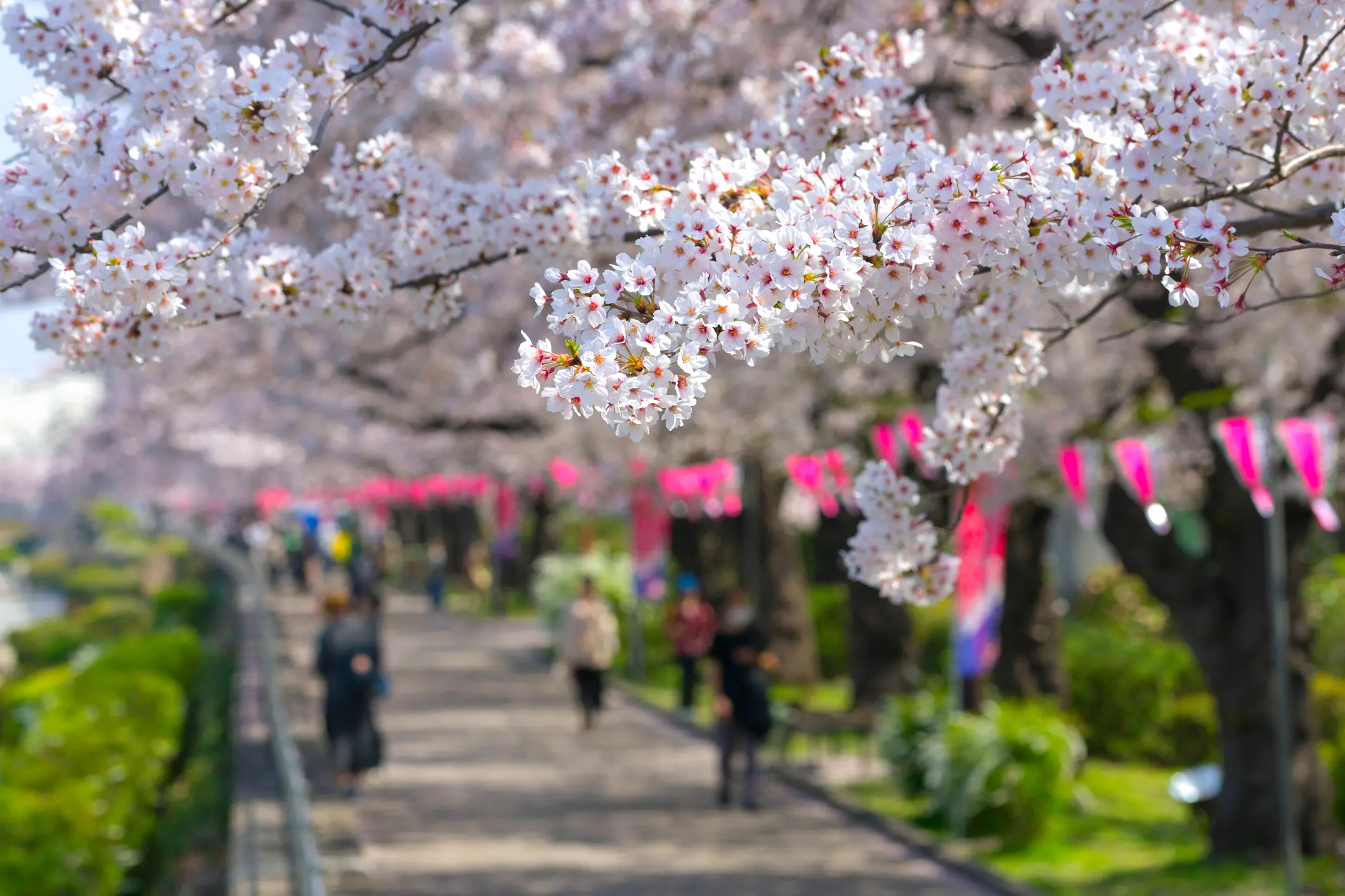 Cherry blossom festival along the Sumida River