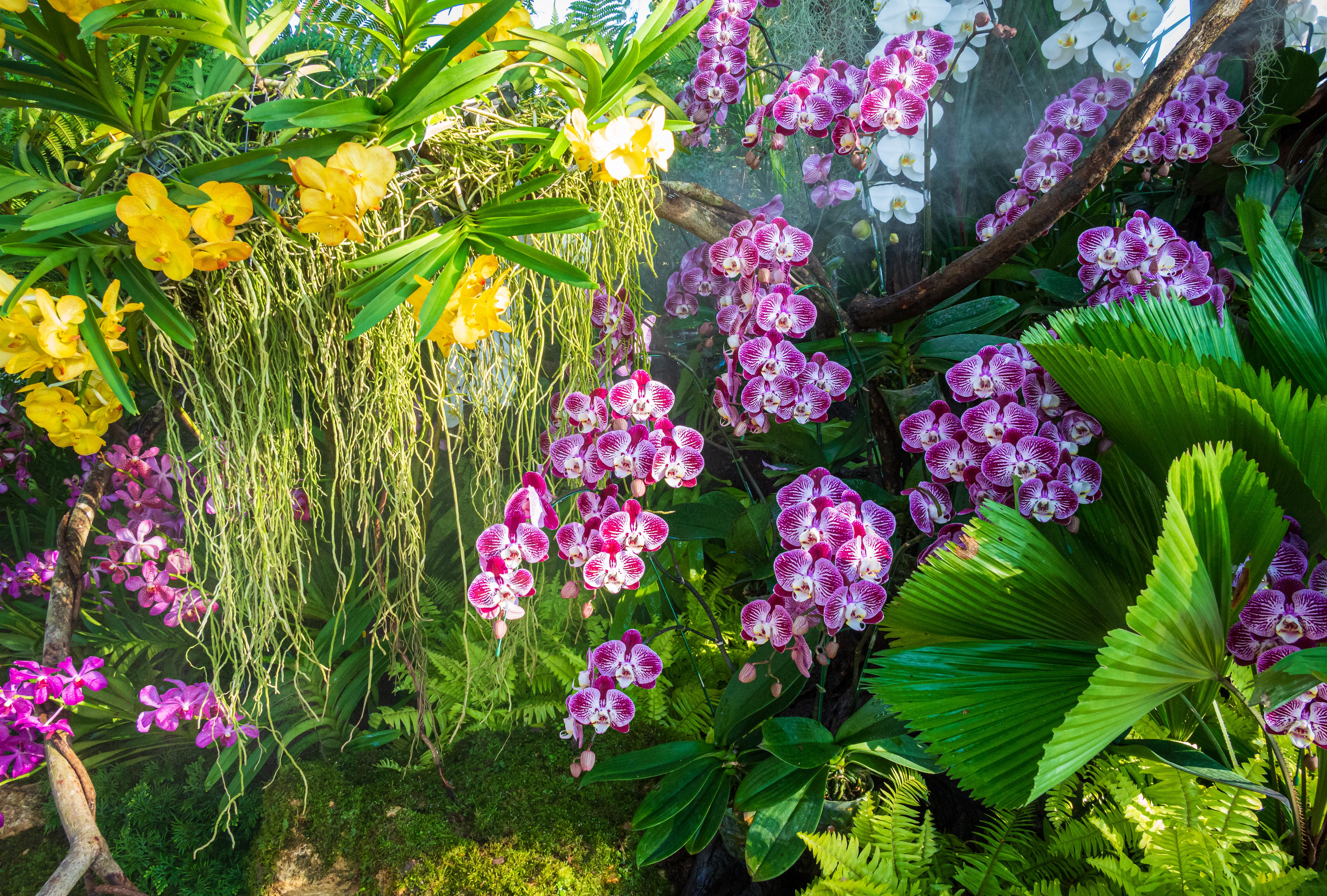 Colorful purple and yellow orchids misted by water vapor shown in a tropical flower show or botanical garden