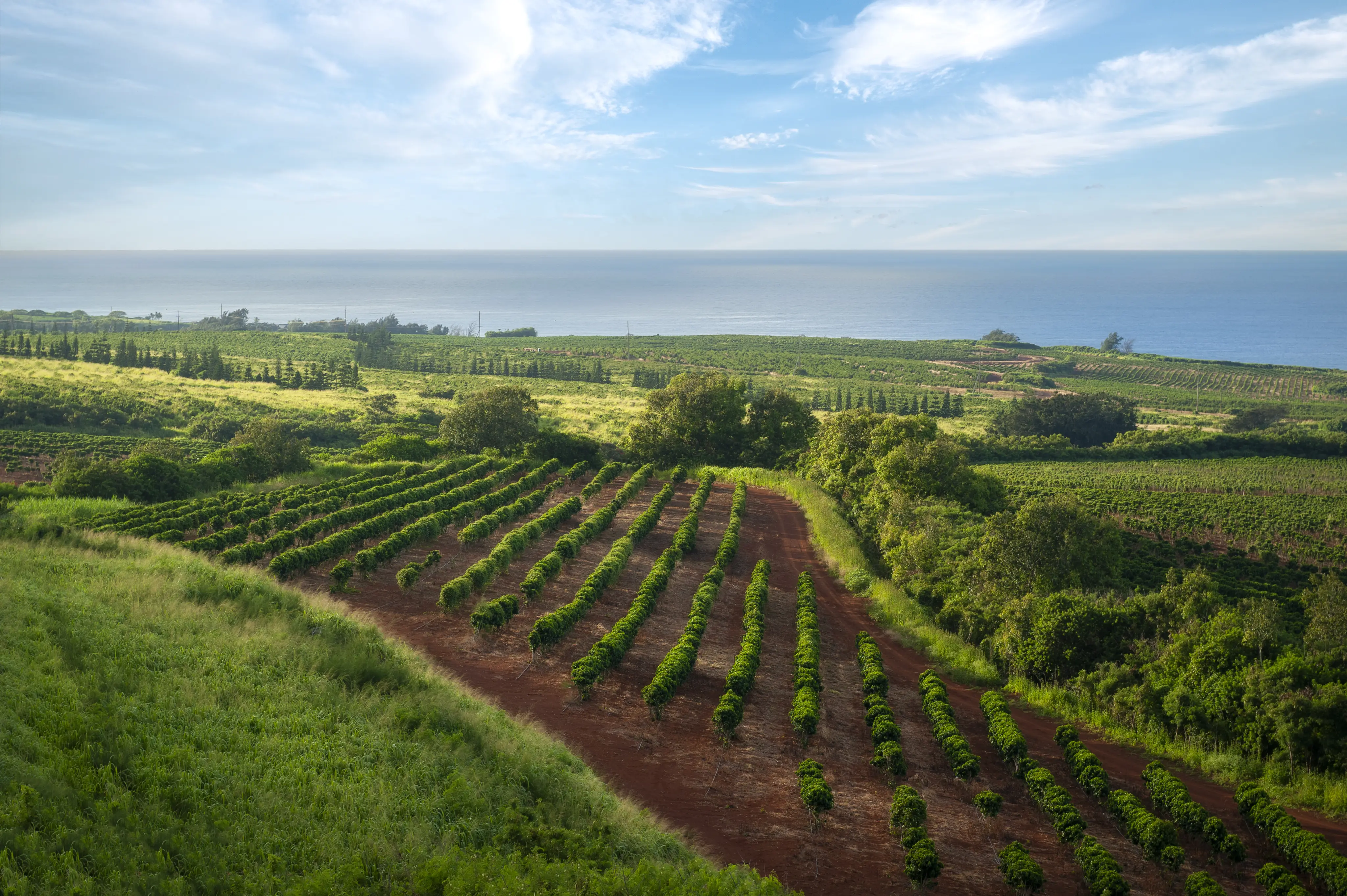 Image of a coffee plantation on the island of Kauai, Hawaii.
