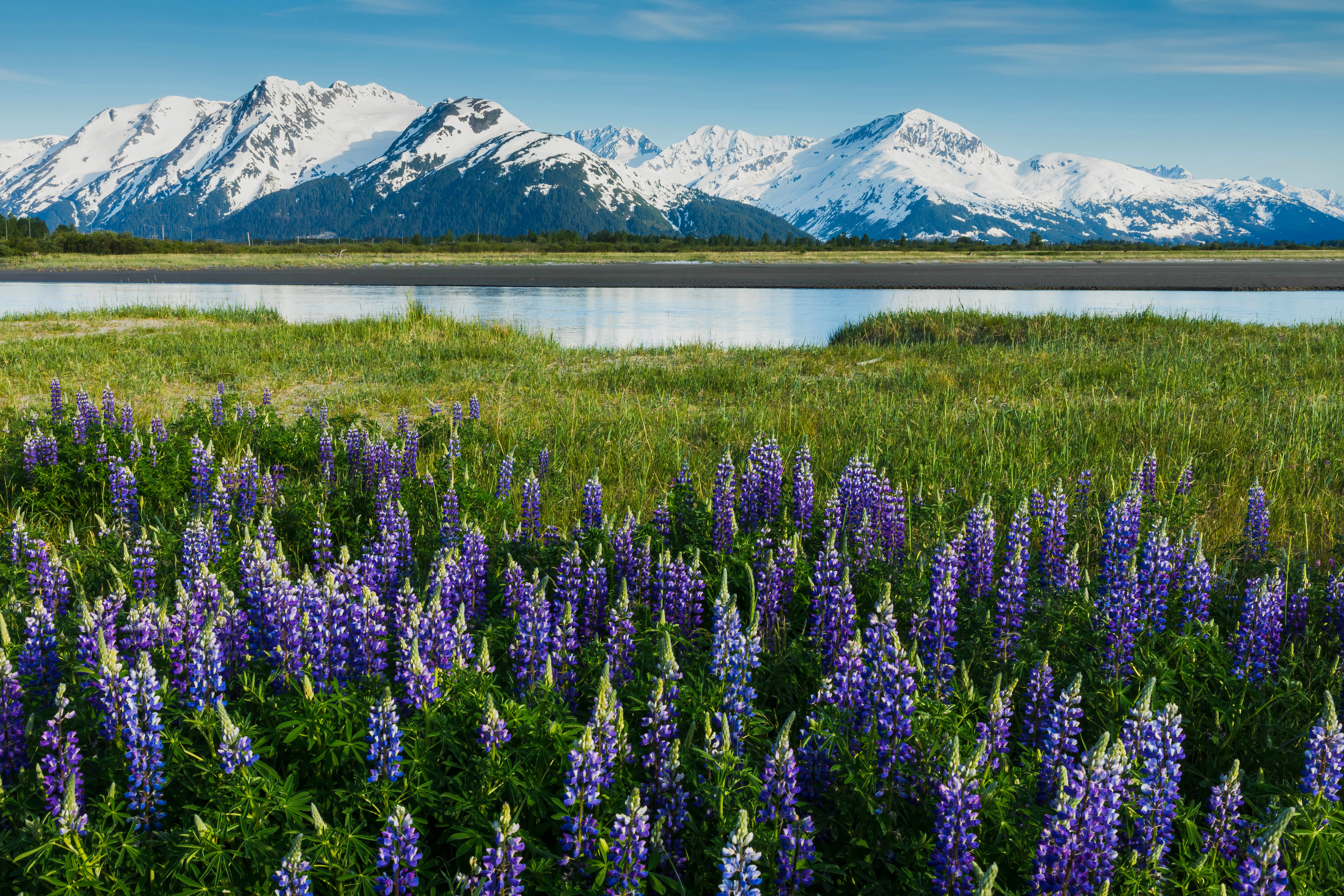 Twentymile River in Portage with violet lupine in foreground