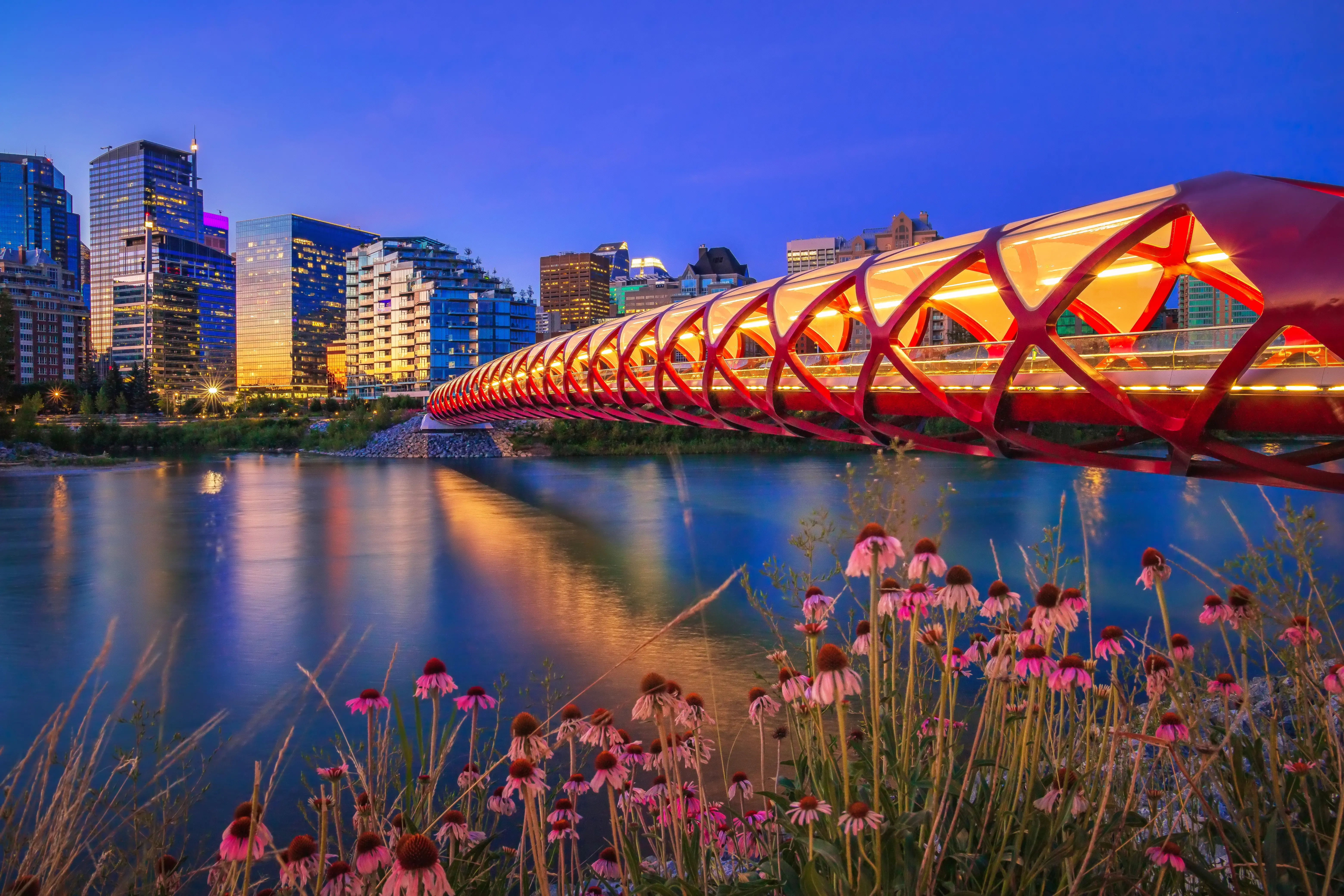 Illuminated Peace Bridge over Bow river with downtown Calgary skyline in background at night