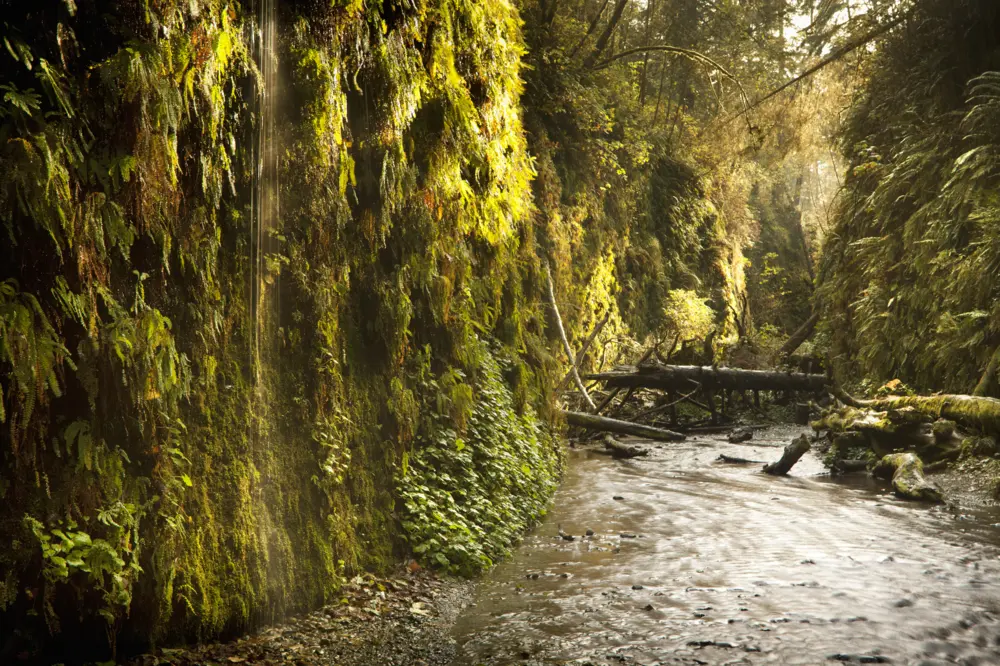 James Irvine Trail and river at Redwood National And State Parks, California