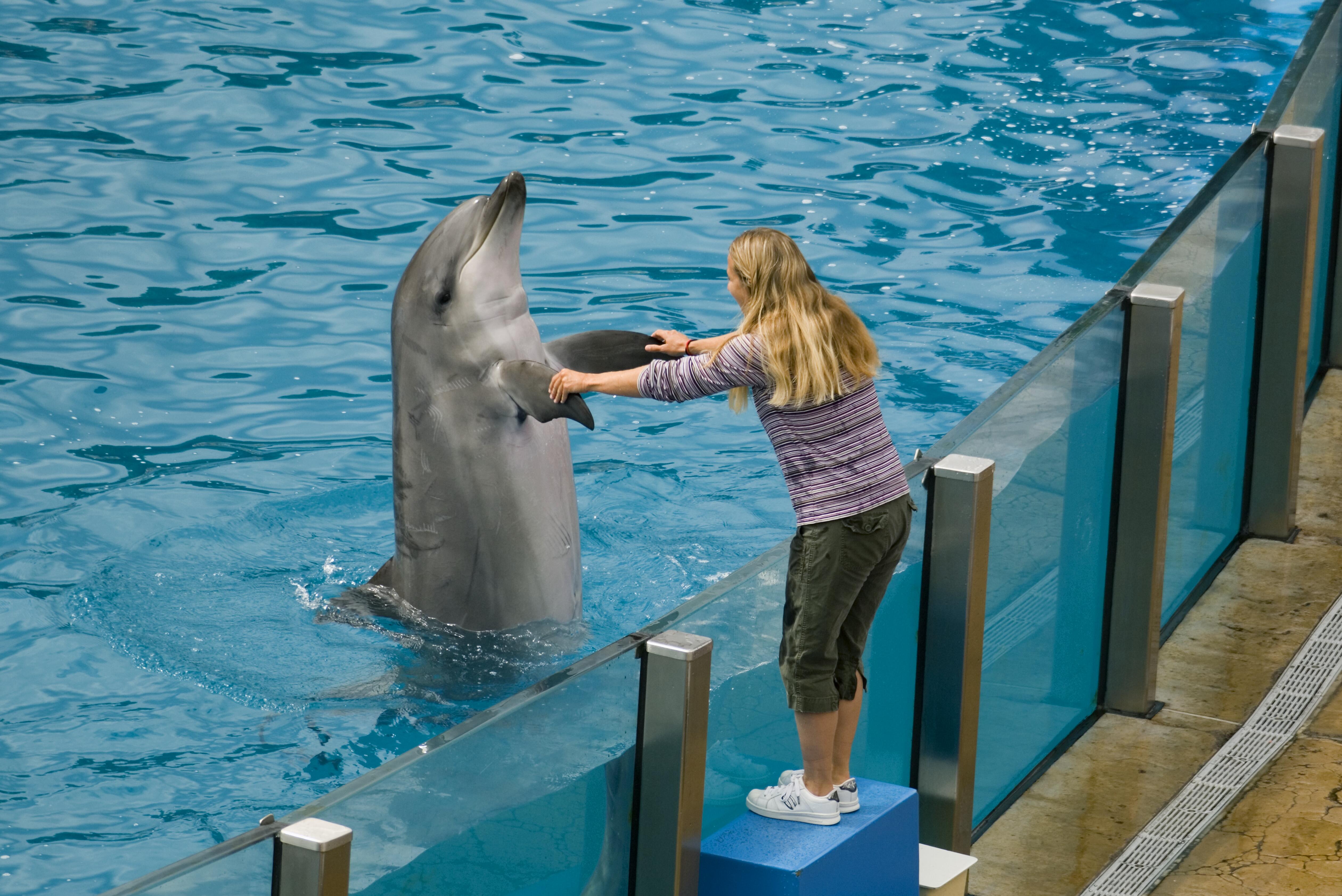 Image of a tourist shaking flippers with dolphin at a marine park show.