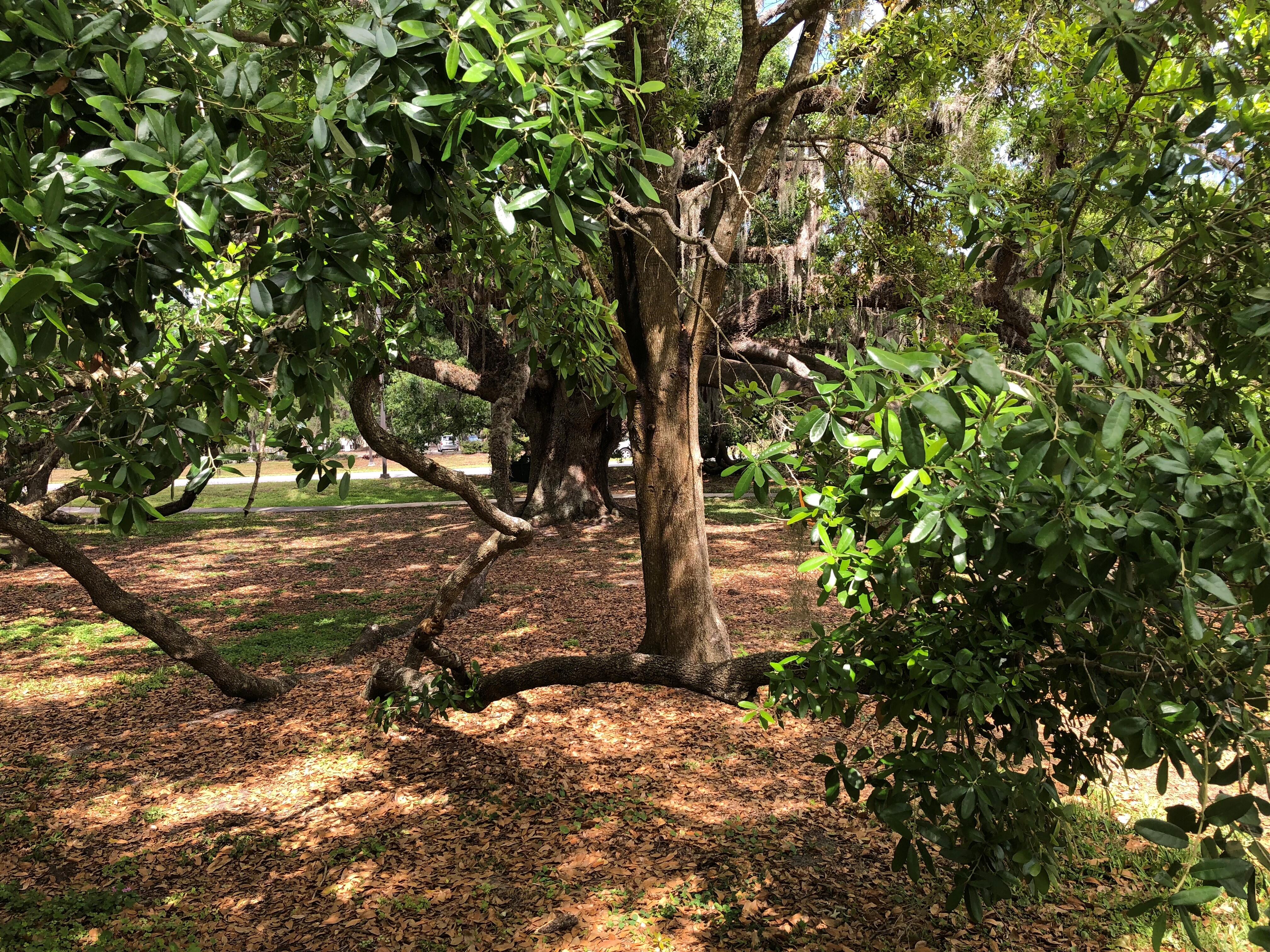 Orlando Loch Haven Park is a cultural destination. It features The Mennello Museum of American Art, Orlando Museum of Art, Orlando Science Center, Orlando Shakespeare Theater, Orlando Repertory Theatre and more. One unconventional attraction, "The Mayor," is one of the oldest and biggest oak trees in Central Florida.