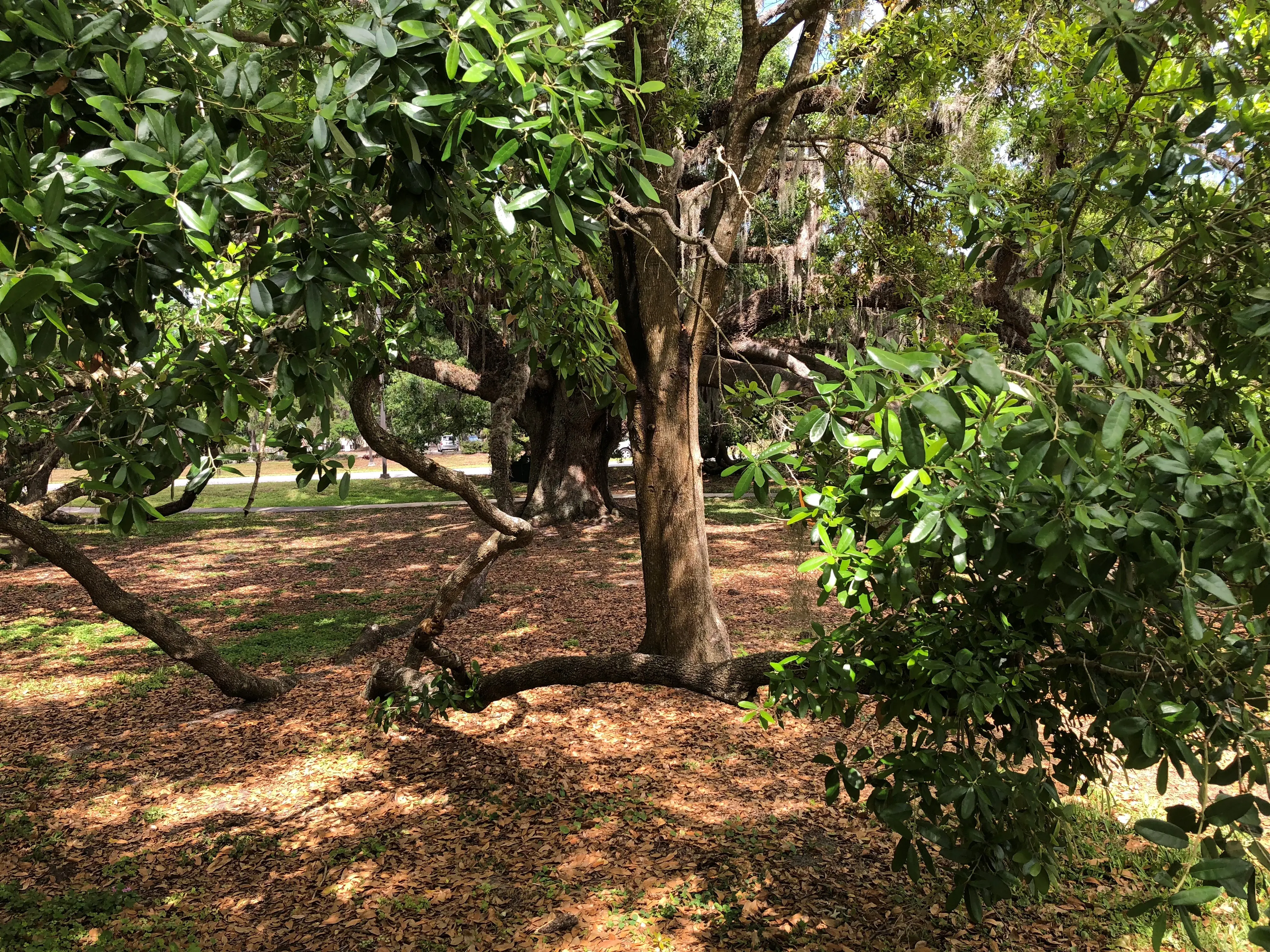 Orlando Loch Haven Park is a cultural destination. It features The Mennello Museum of American Art, Orlando Museum of Art, Orlando Science Center, Orlando Shakespeare Theater, Orlando Repertory Theatre and more. One unconventional attraction, "The Mayor," is one of the oldest and biggest oak trees in Central Florida.