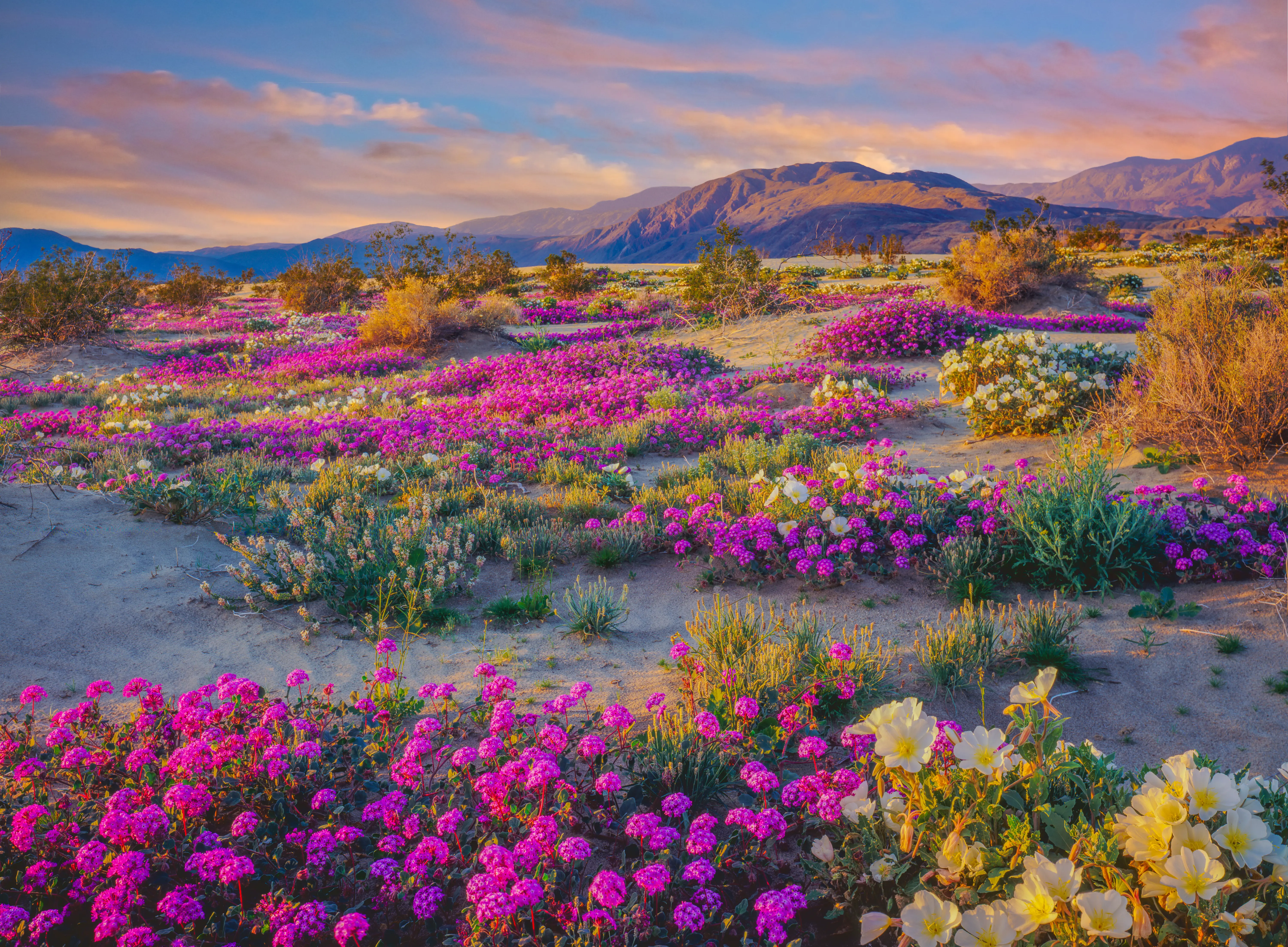 Spring desert wildflowers in Anza Borrego Desert State Park