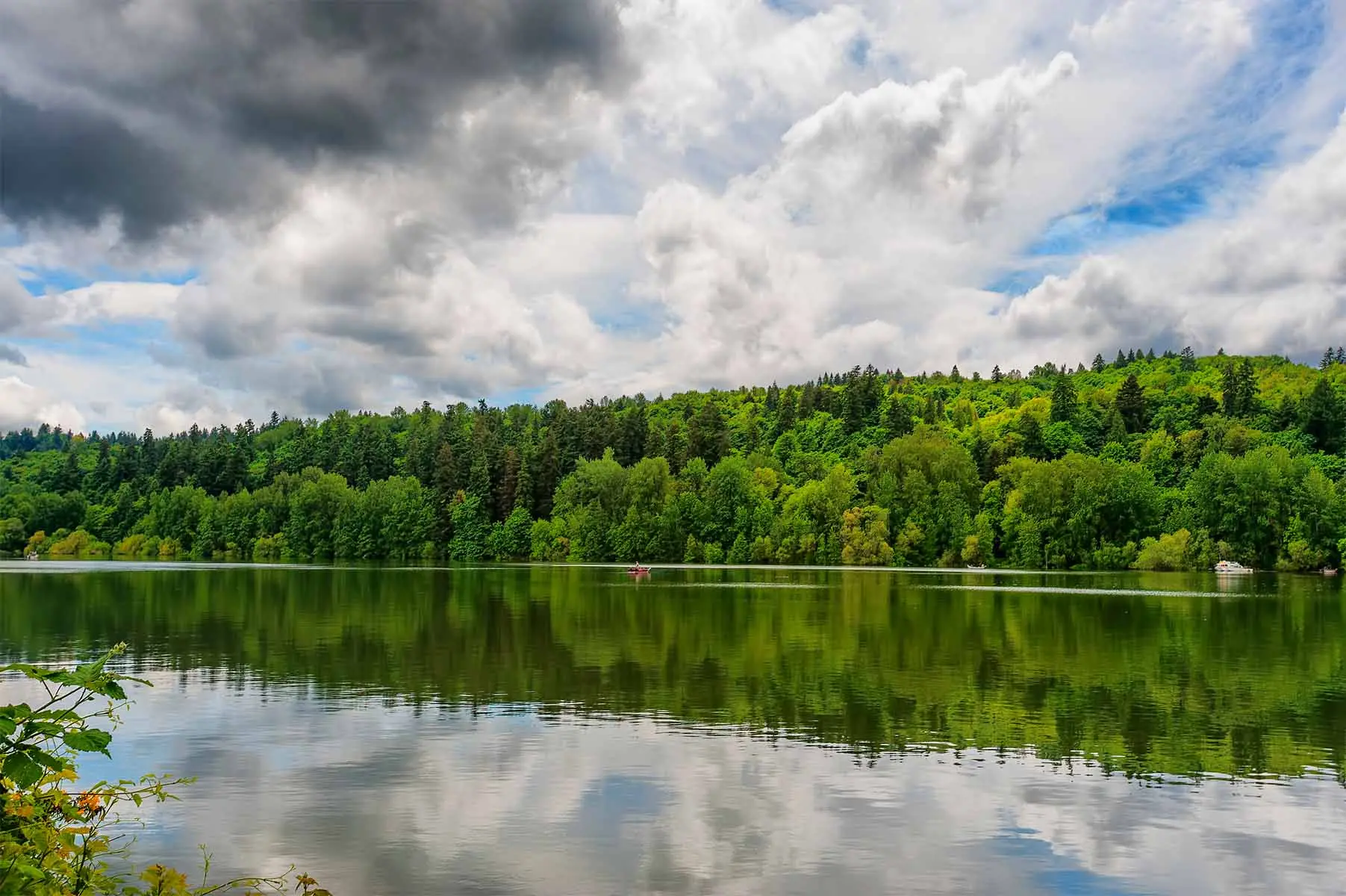 A woodsy area of the Willamette River near Portland