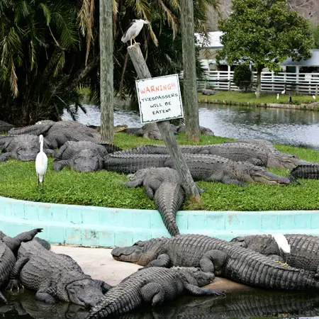 Orlando DTG - alligators lined up sunning beside the water