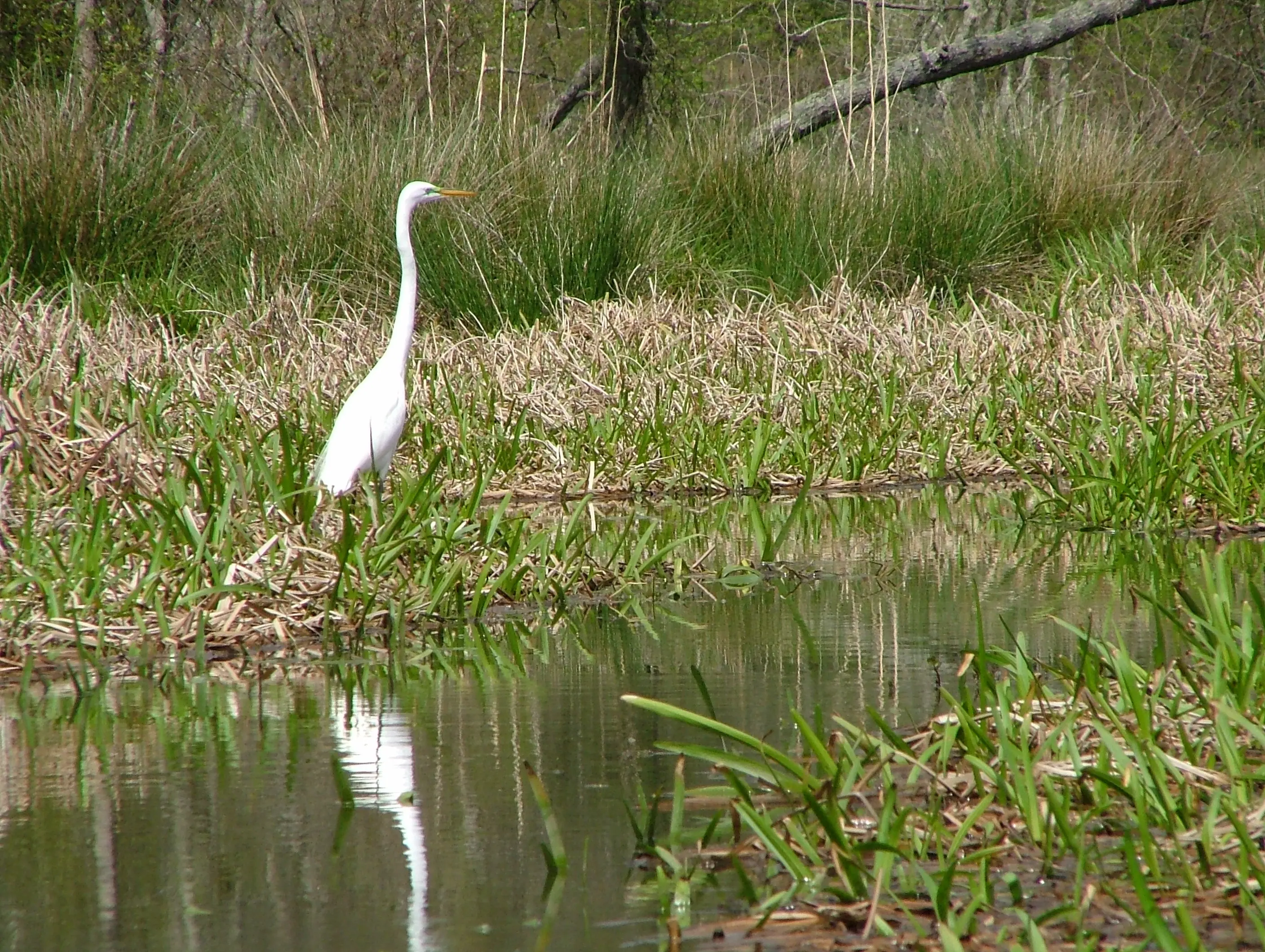 Image of a Great Egret at Lake Raven in Huntsville State Park, Texas.