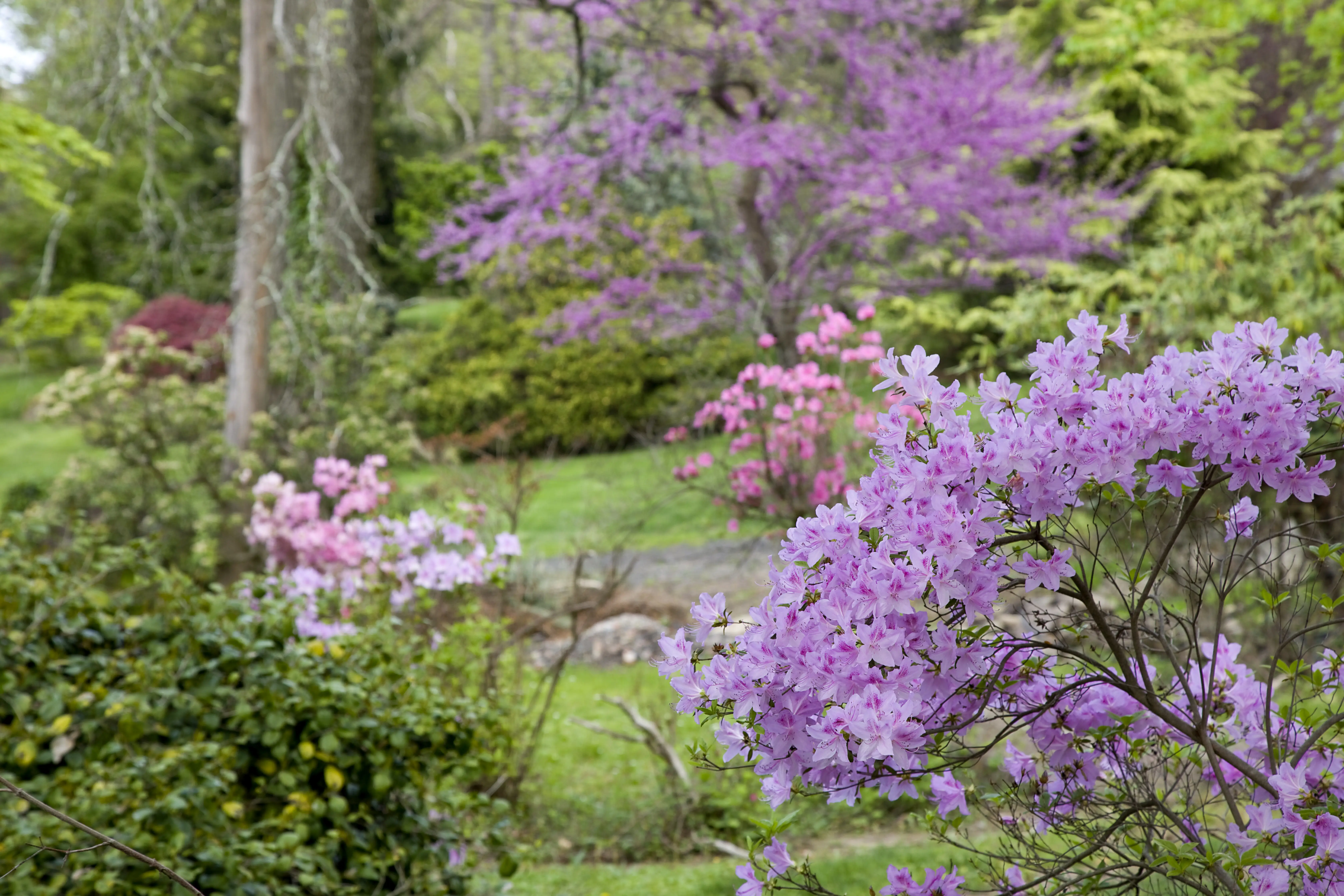 Rhododendron bush in Public Park, springtime.