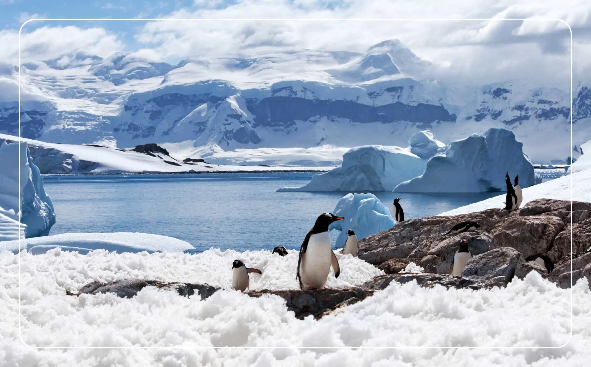 Several penguins gathered on a snowy beach in Antarctica, with large icebergs in the distance.