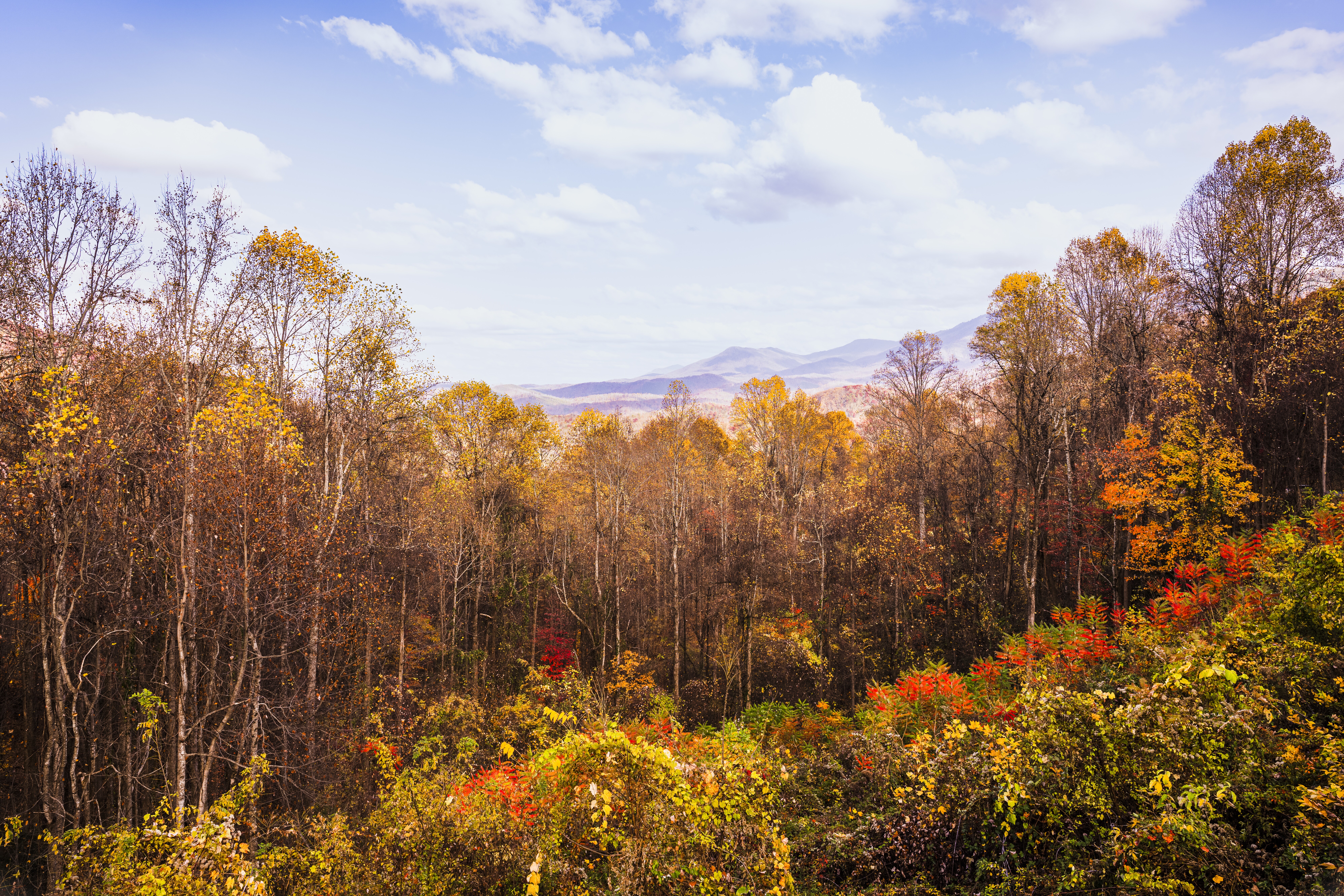 Image of the woods of Pigeon Forge in the fall.