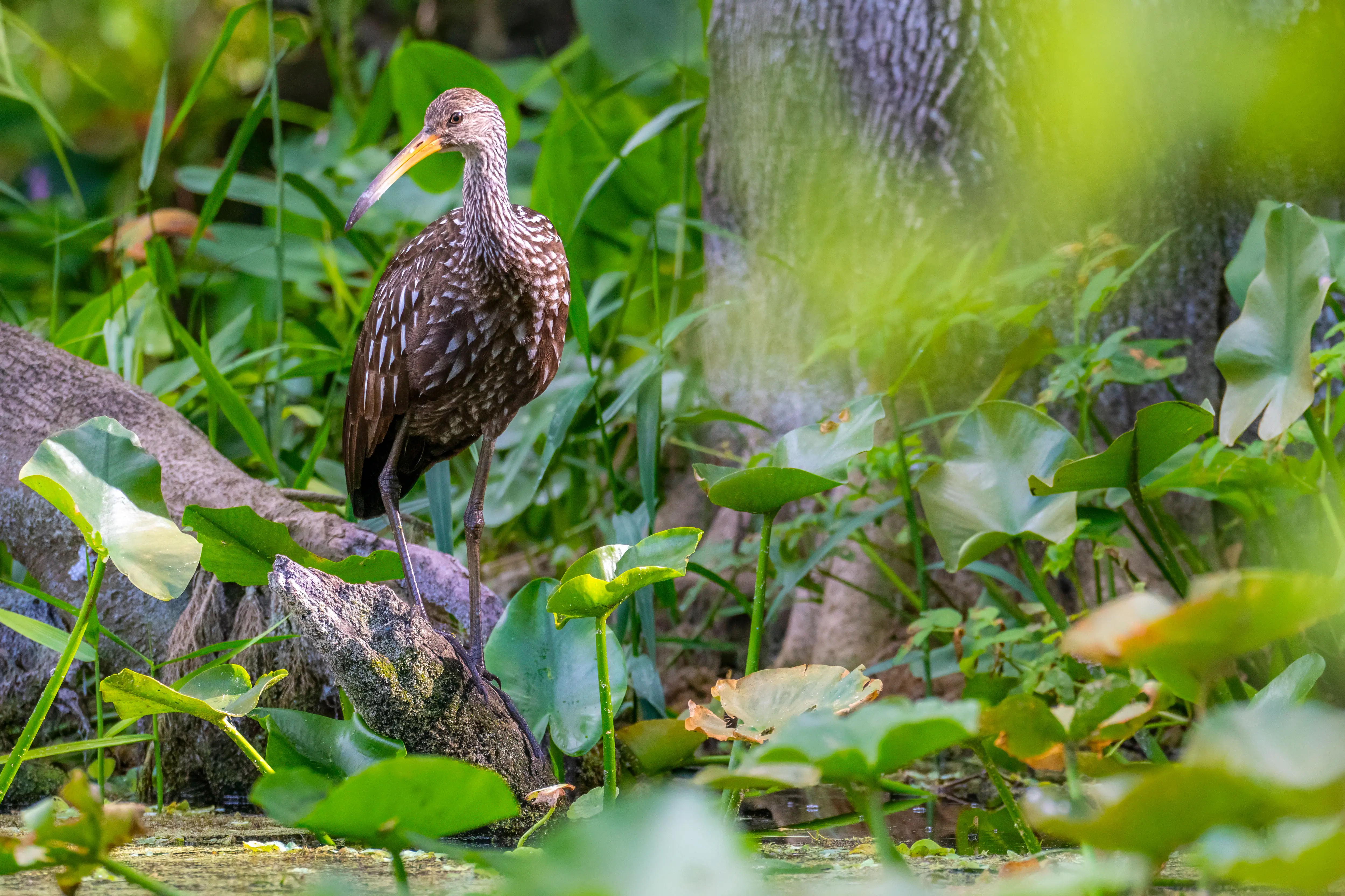 A limpkin stands among water lillies in the Ocala National Forest