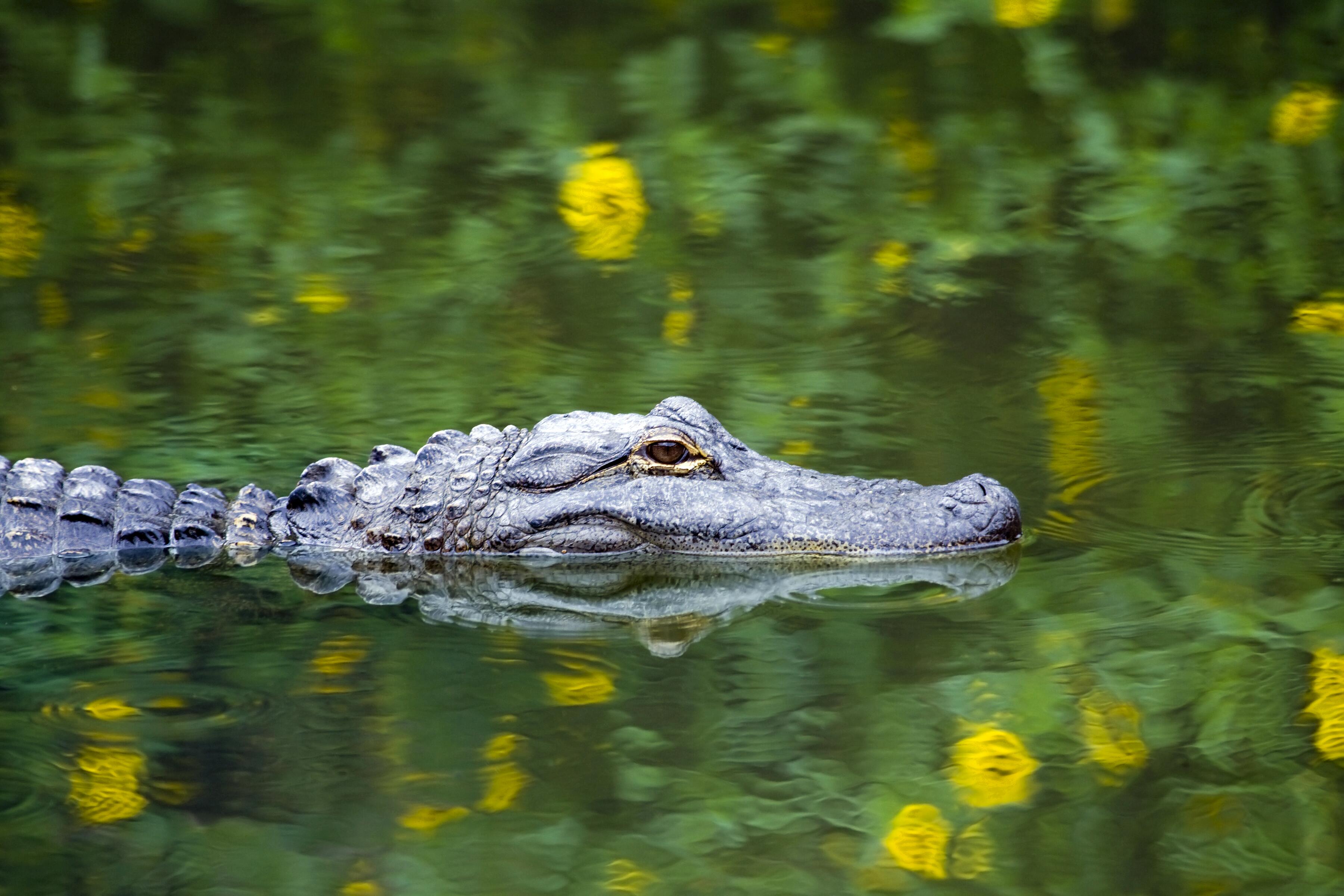 American alligator swimming in the Everglades