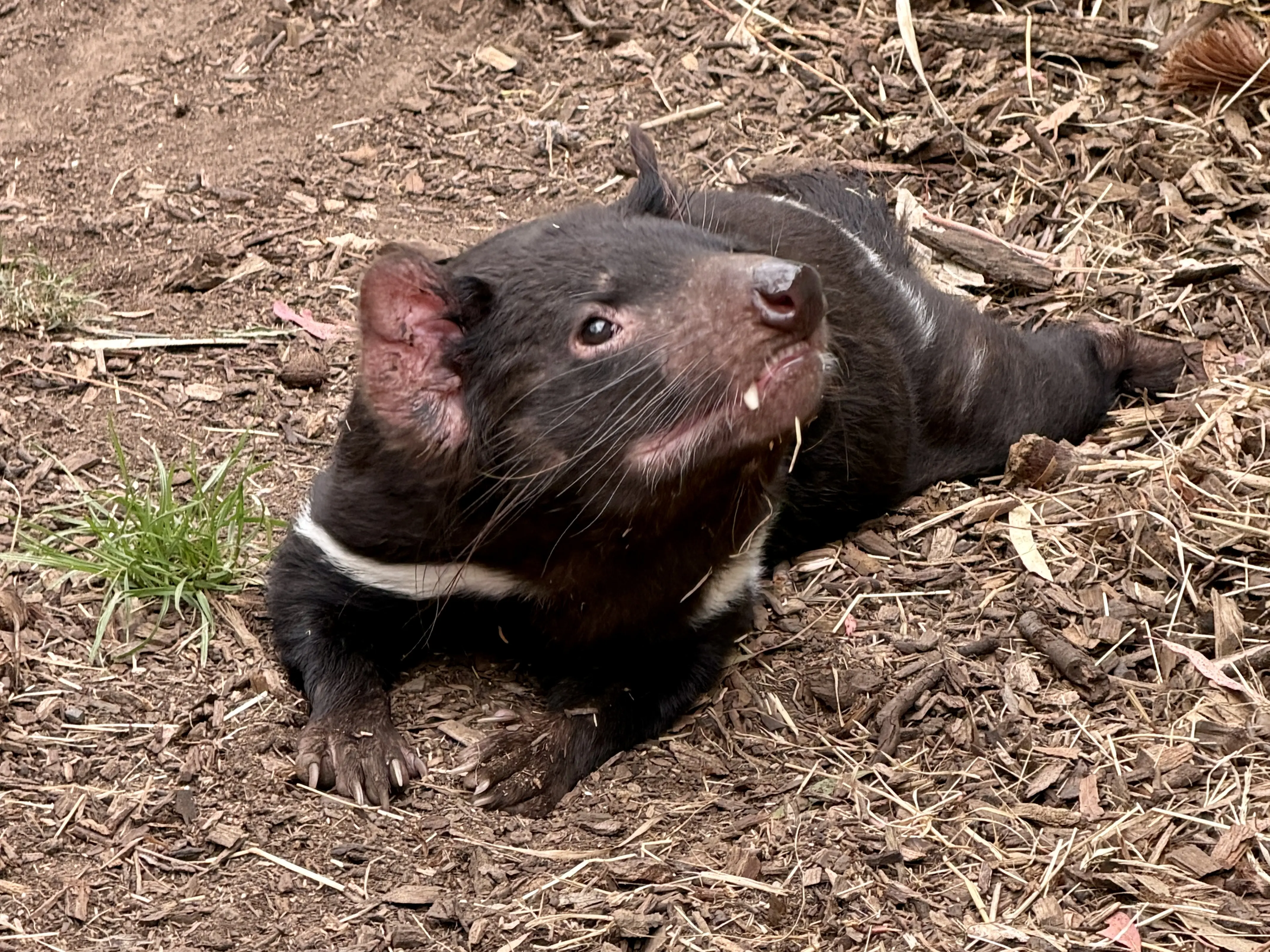 Tasmanian devil with dark brown fur and white stripe above its forearms lays on ground and looks up to its left