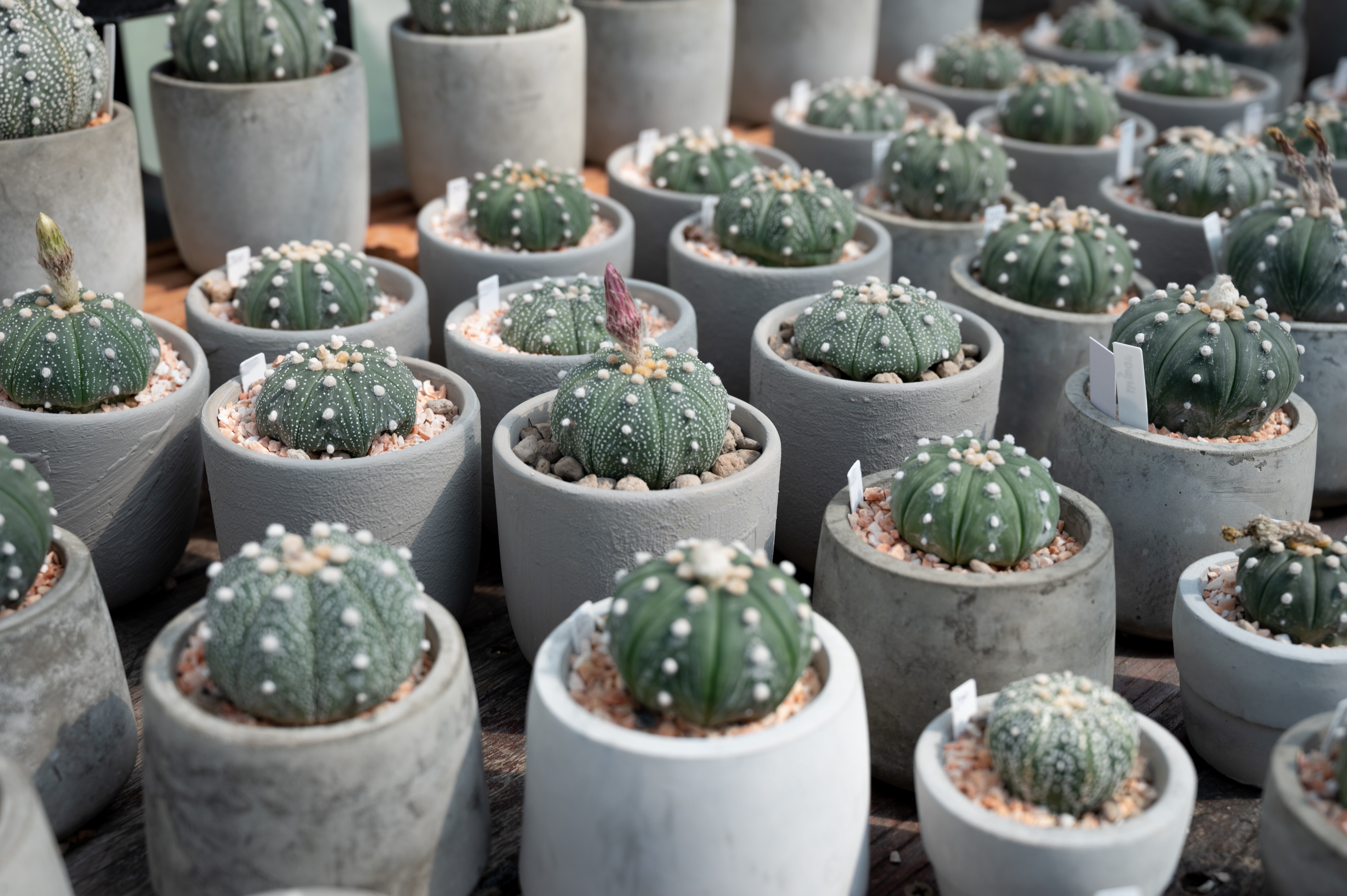 Image of many different kinds of cactus for sale, in small plant pots.