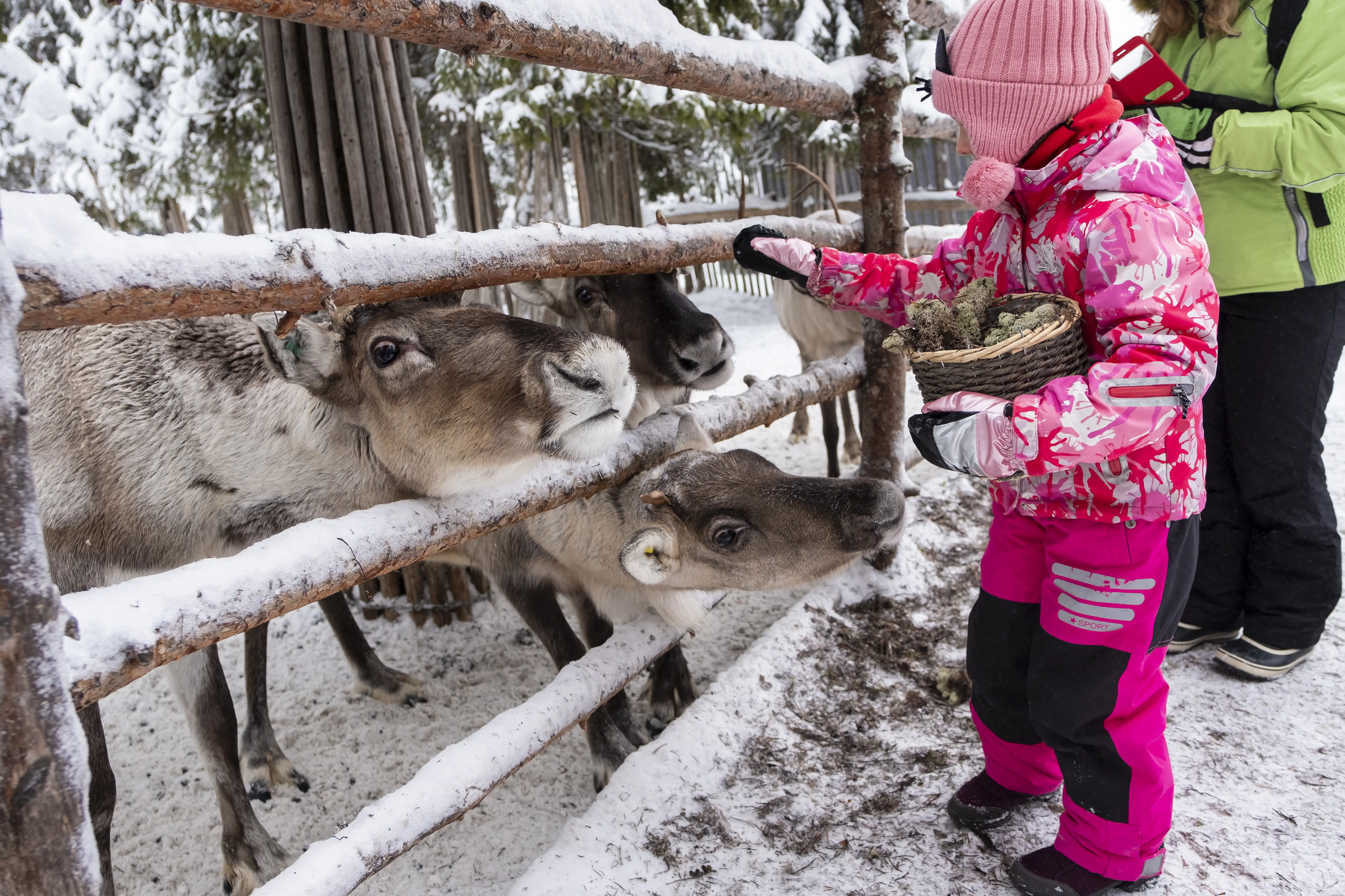 Image of a small child feeding treats to some reindeer, in the wintertime.