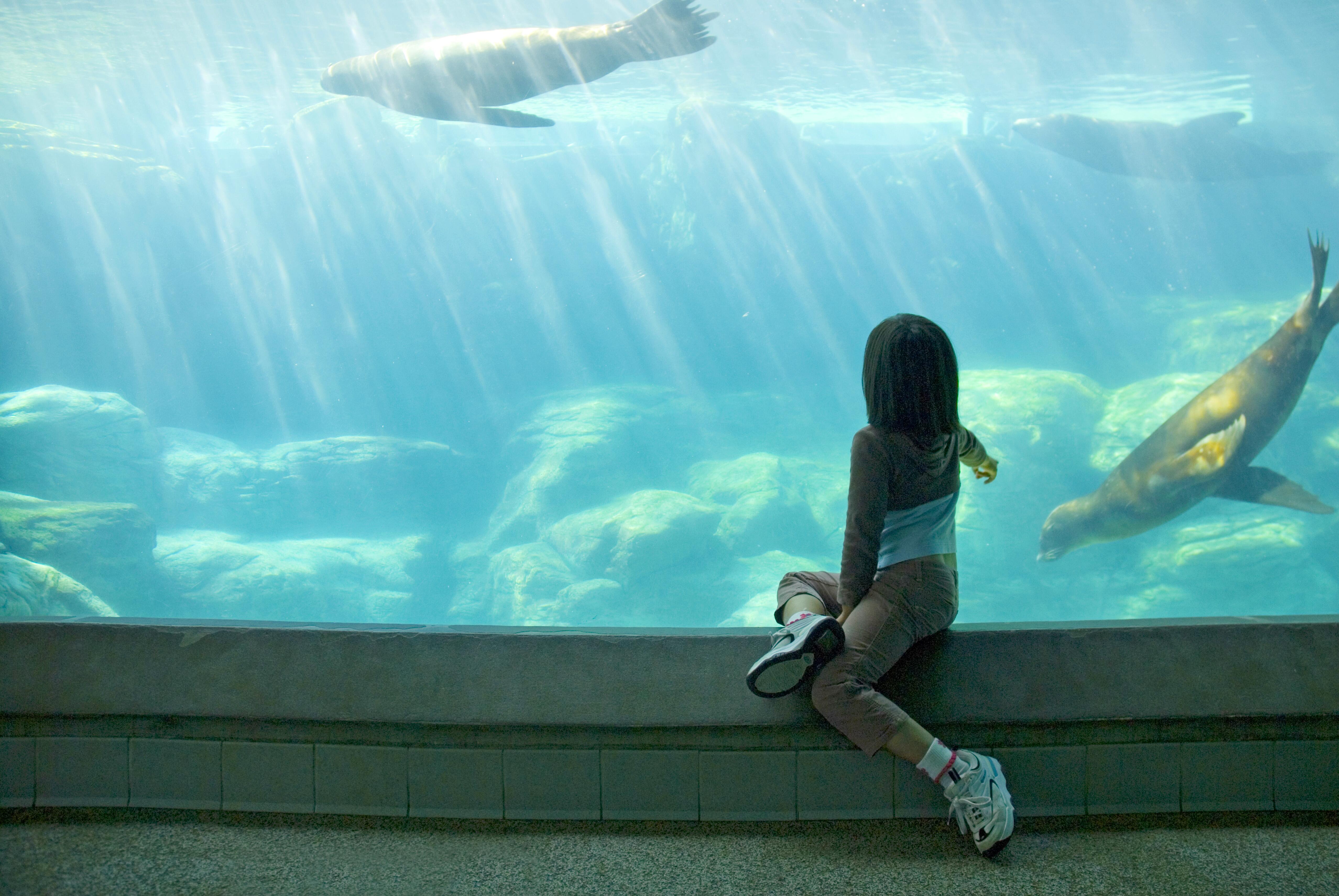 Young girl watching seals through the glass at an aquarium